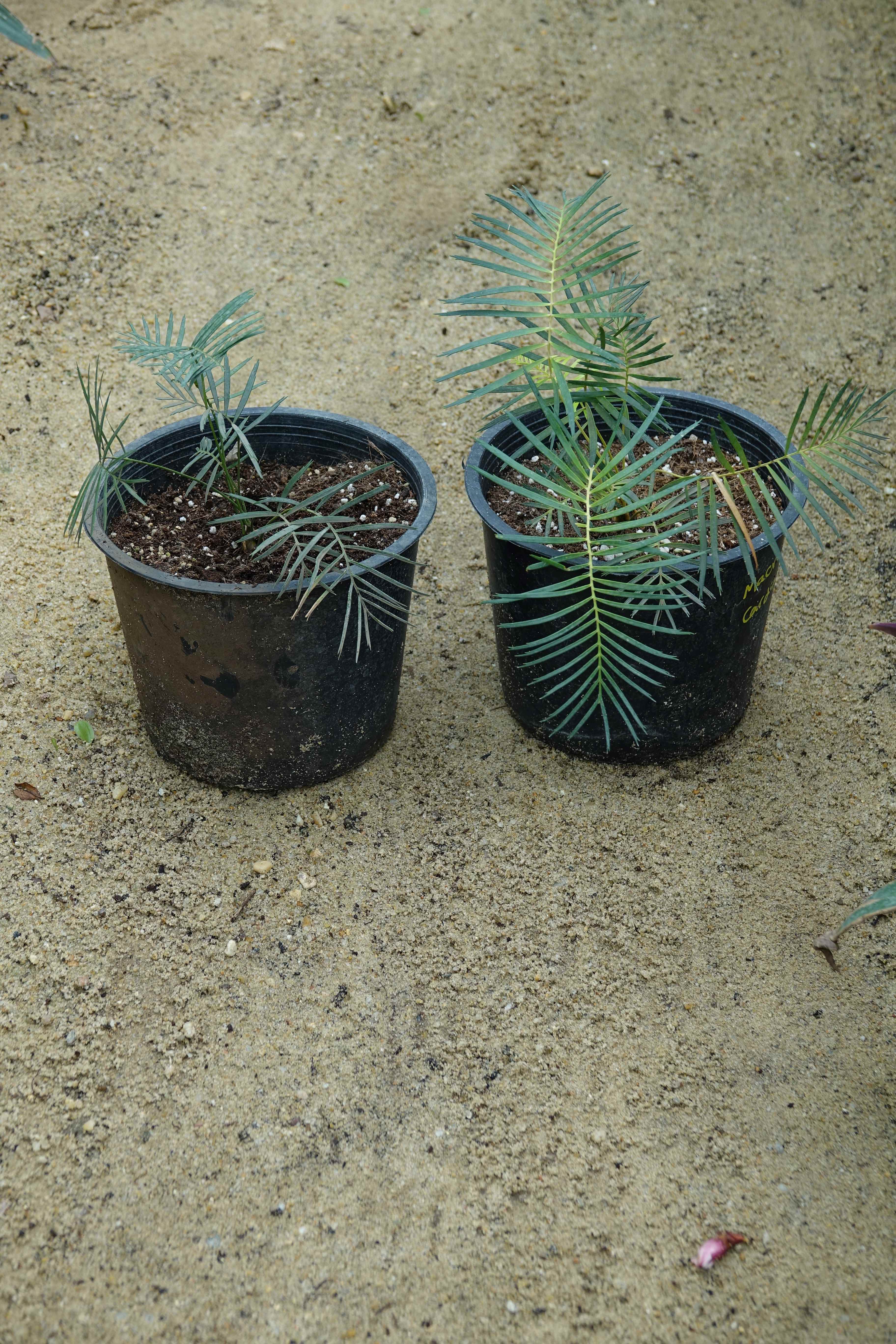 Macrozamia cardiacensis