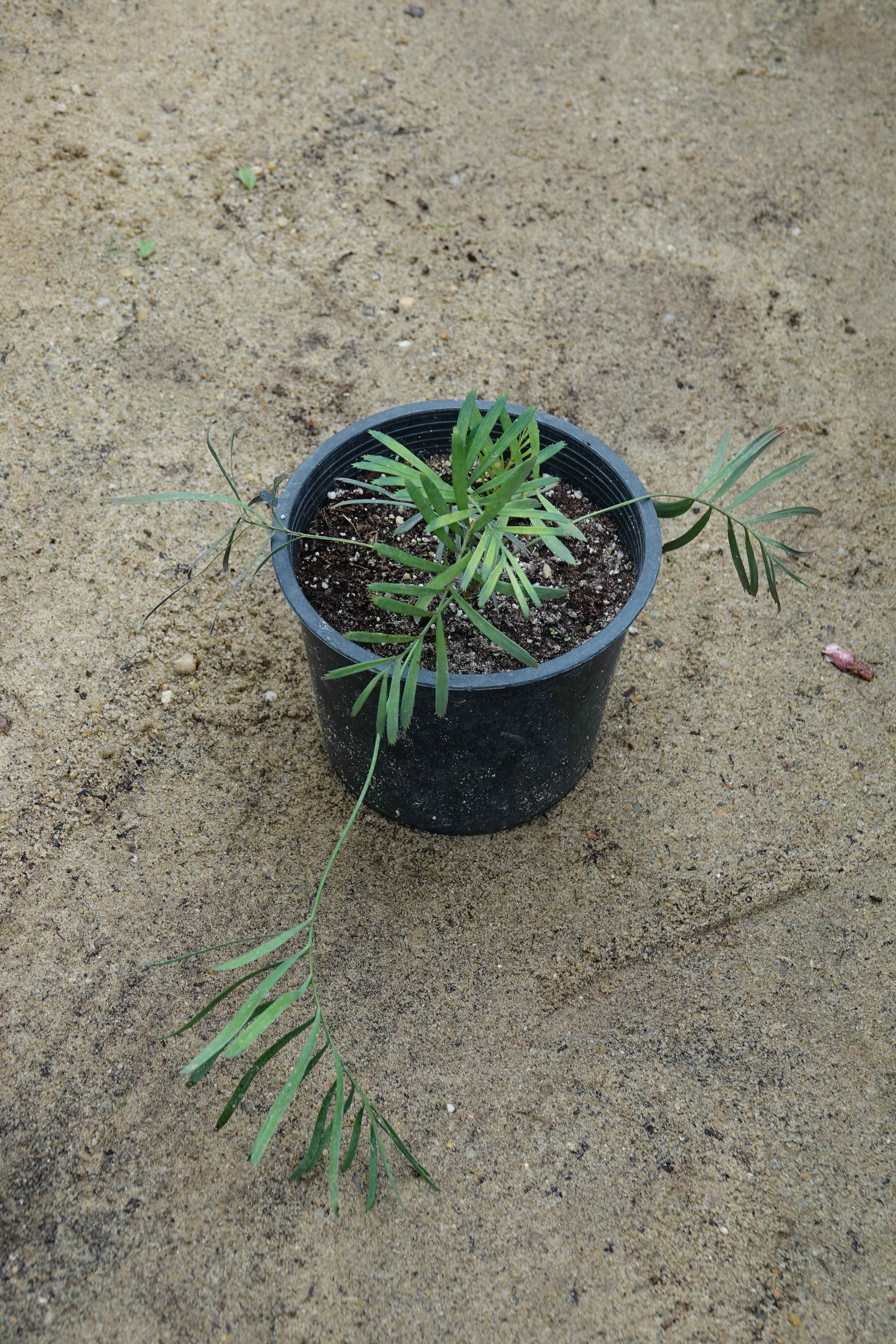 Macrozamia flexuosa