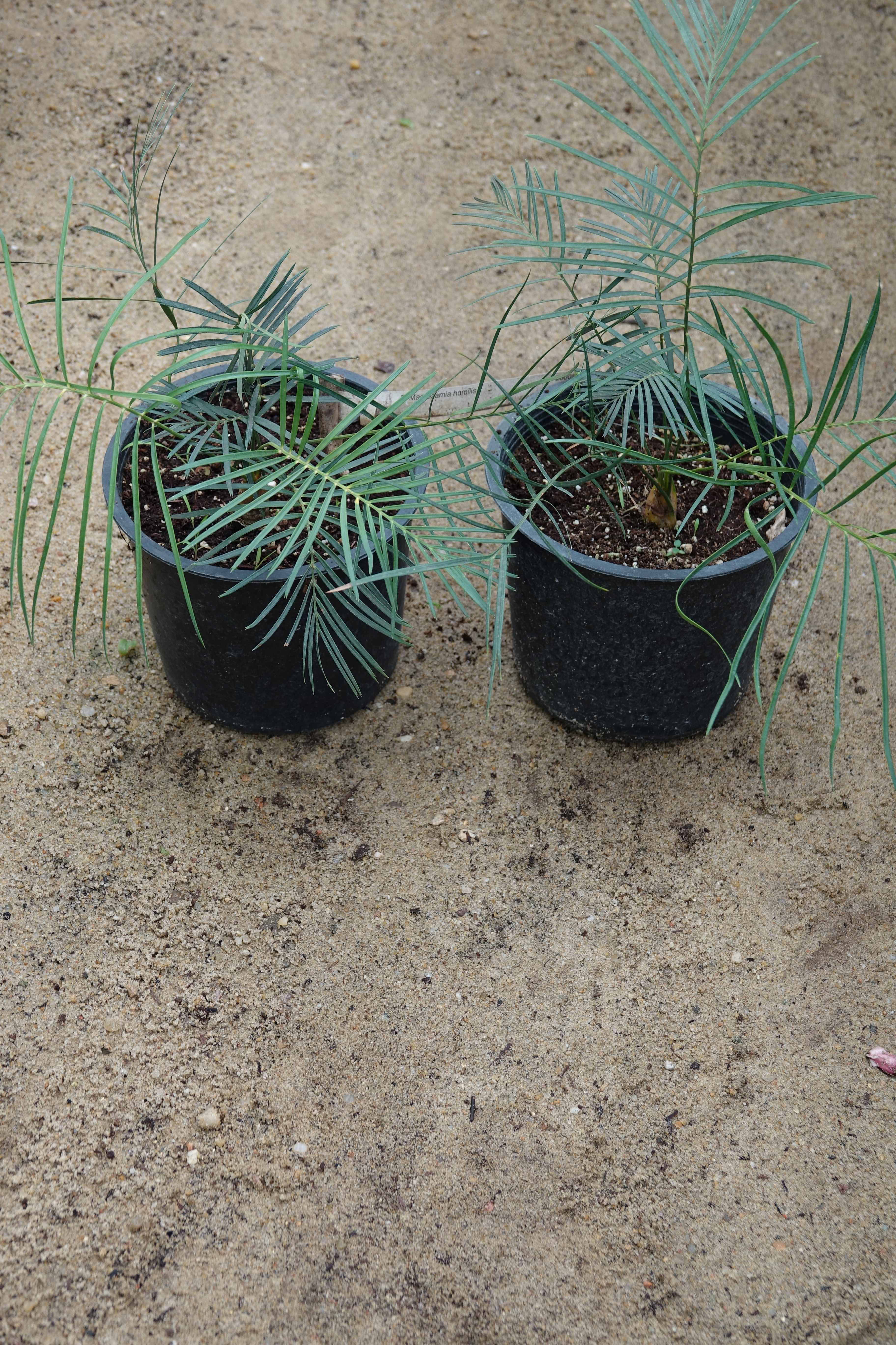 Macrozamia humilis