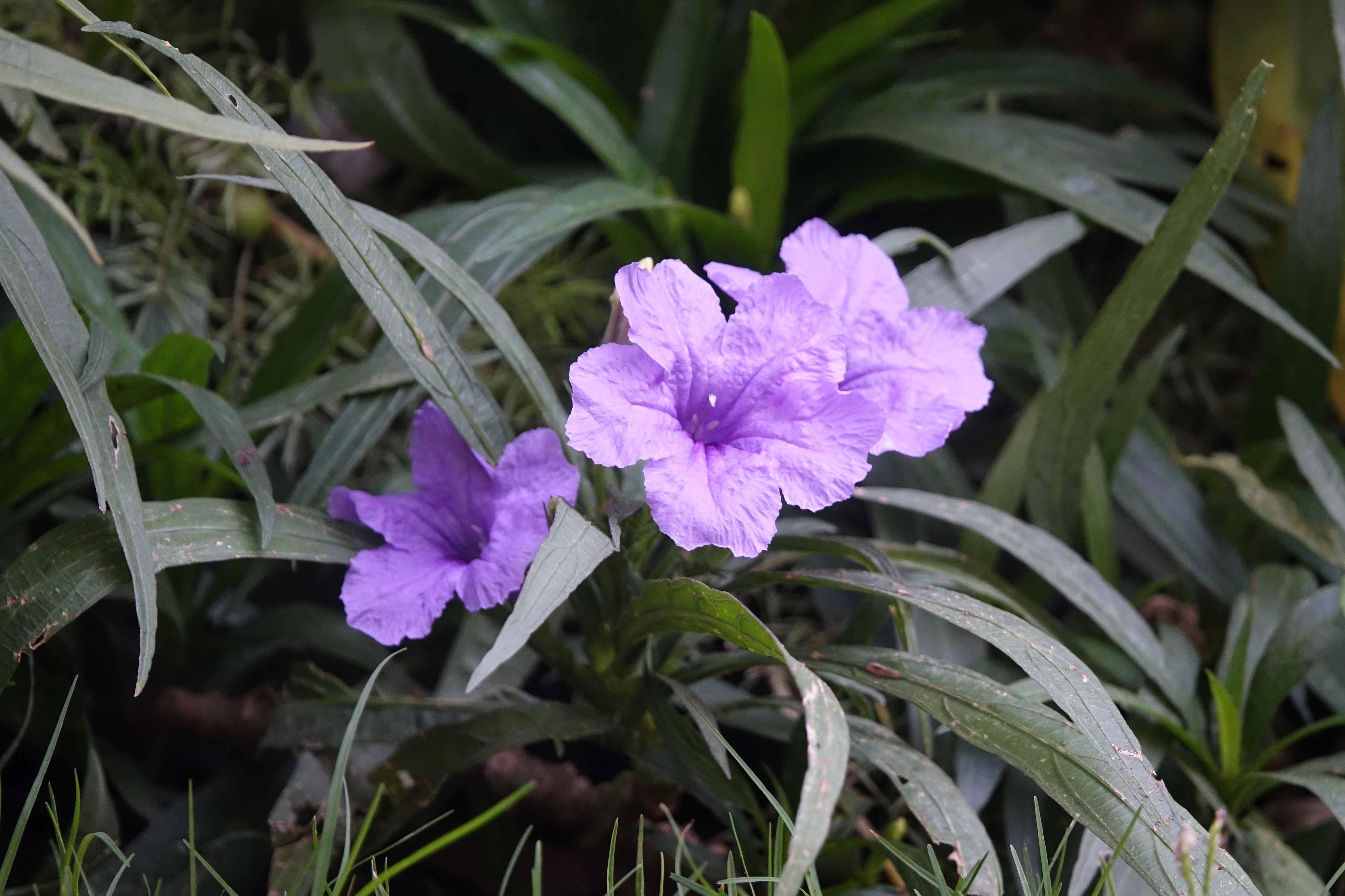 Ruellia simplex