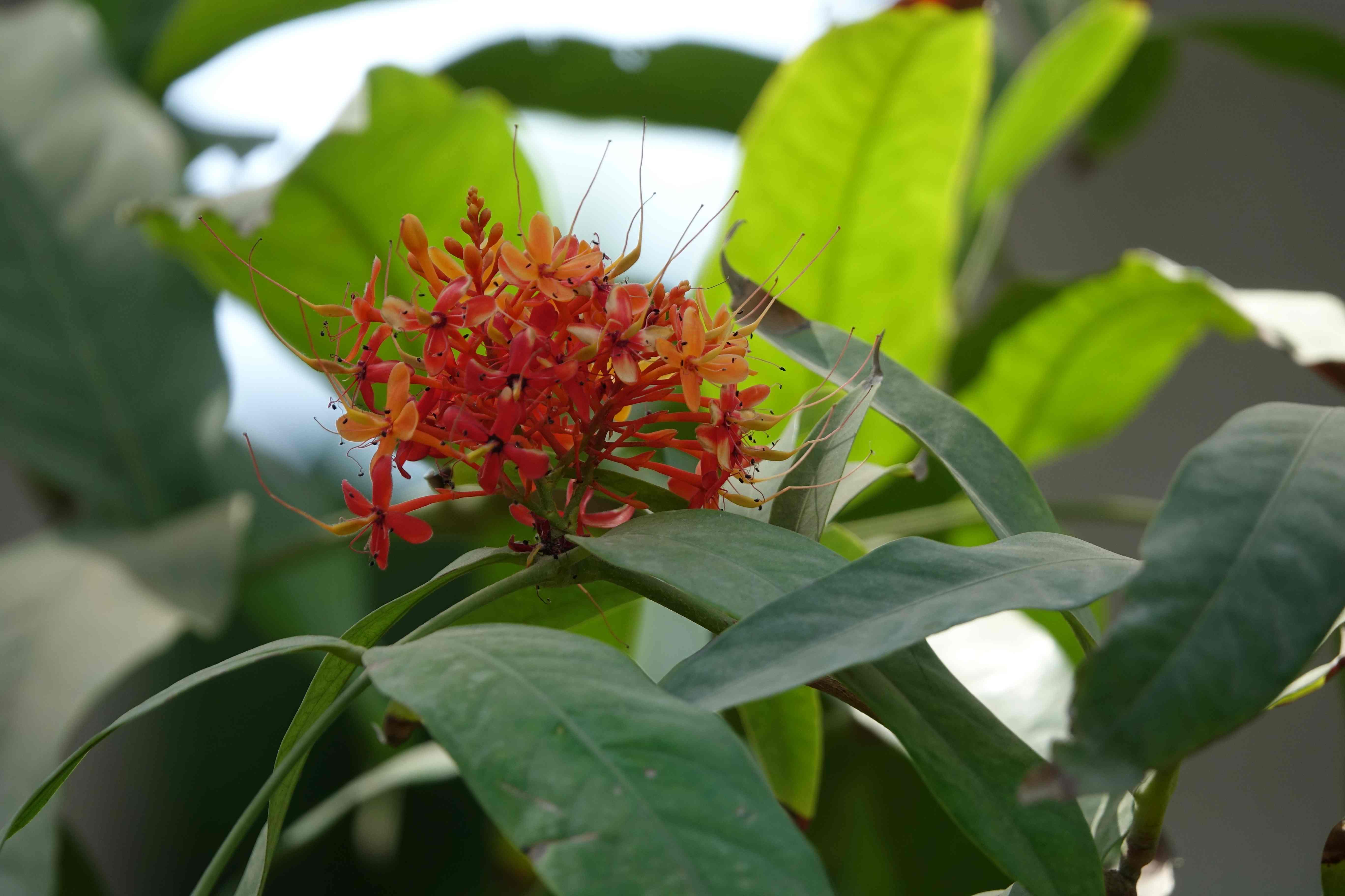 Saraca indica