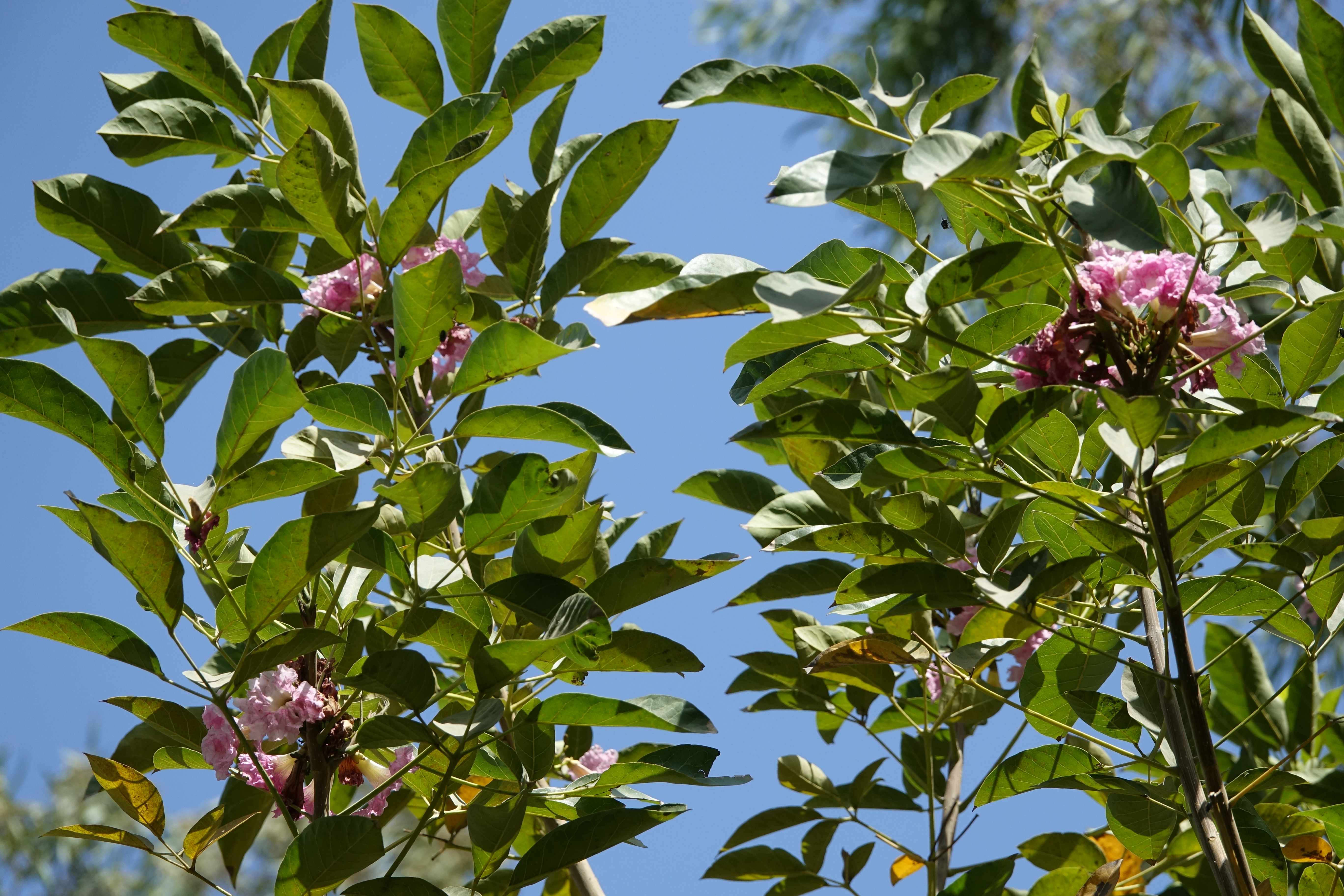 Tabebuia rosea