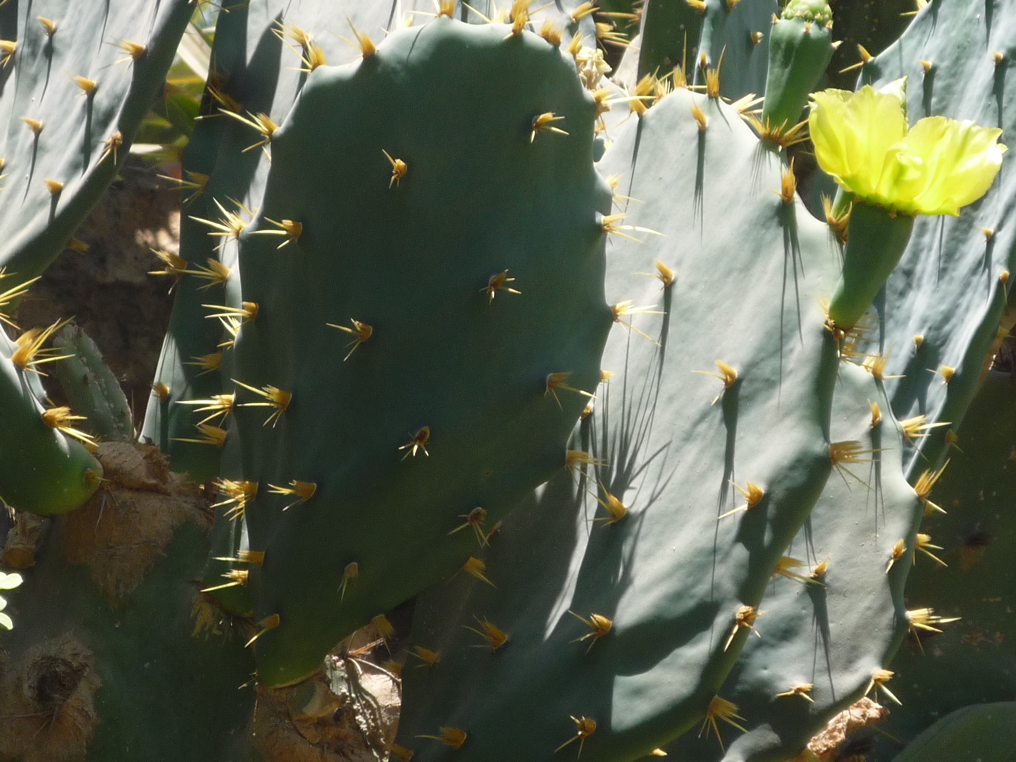 opuntia brasiliensis