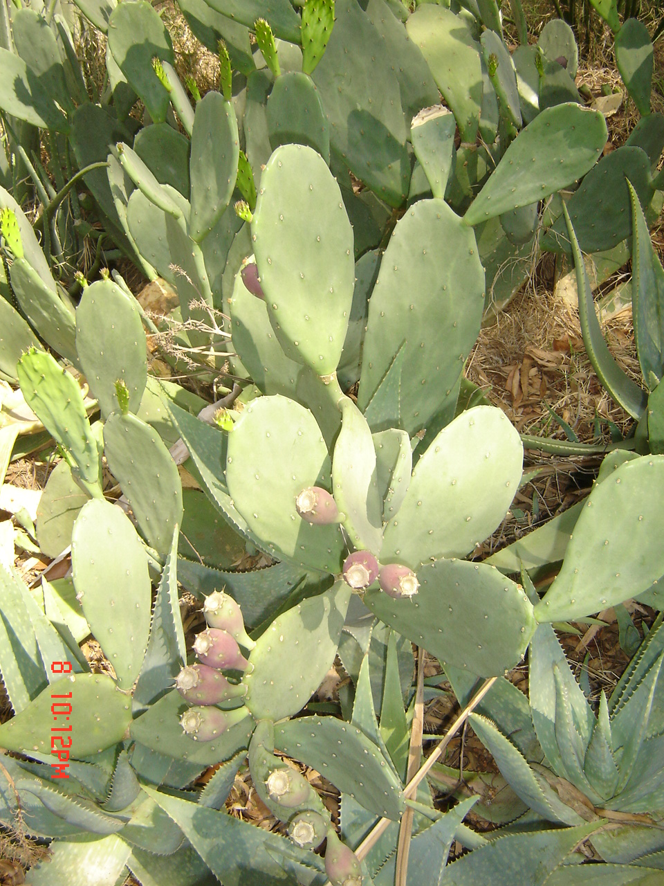 opuntia dillenii