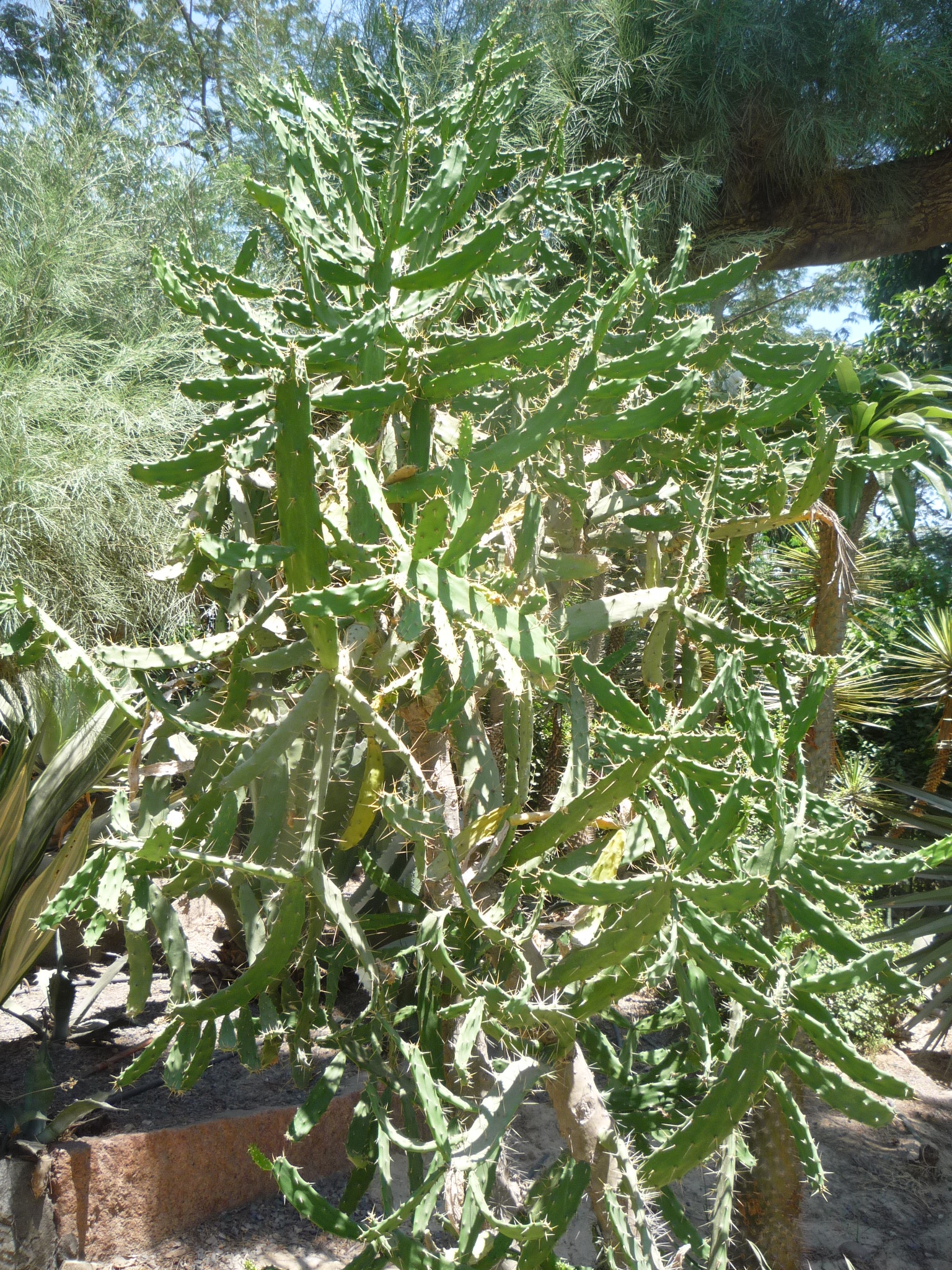 opuntia dejecta