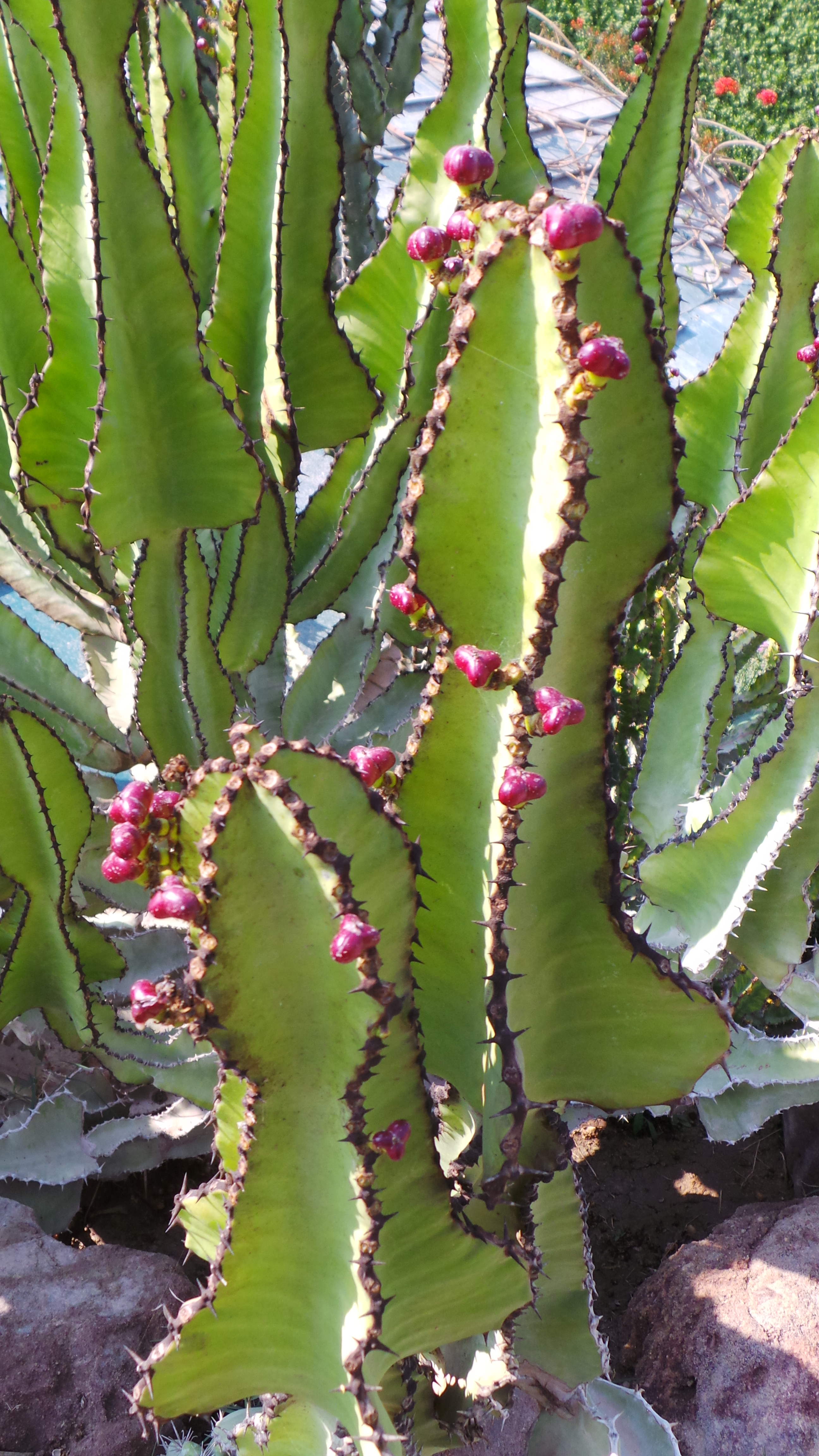 Euphorbia cooperi