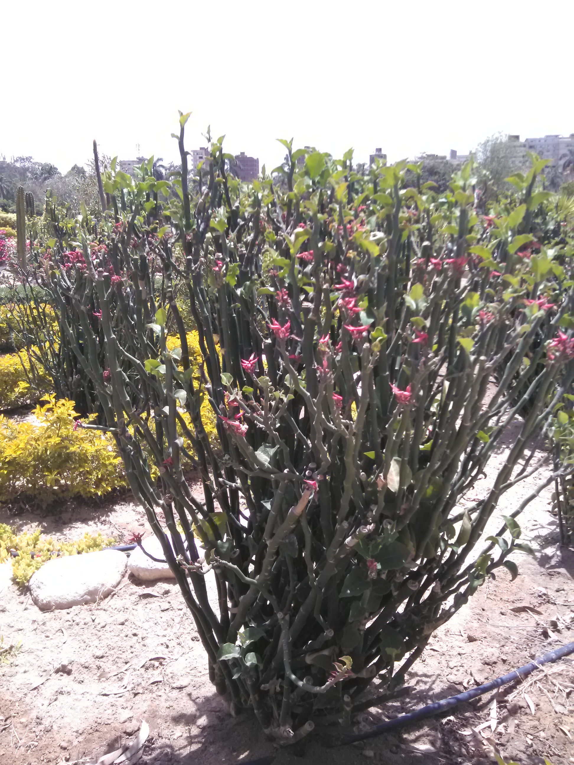 Euphorbia tithymaloides