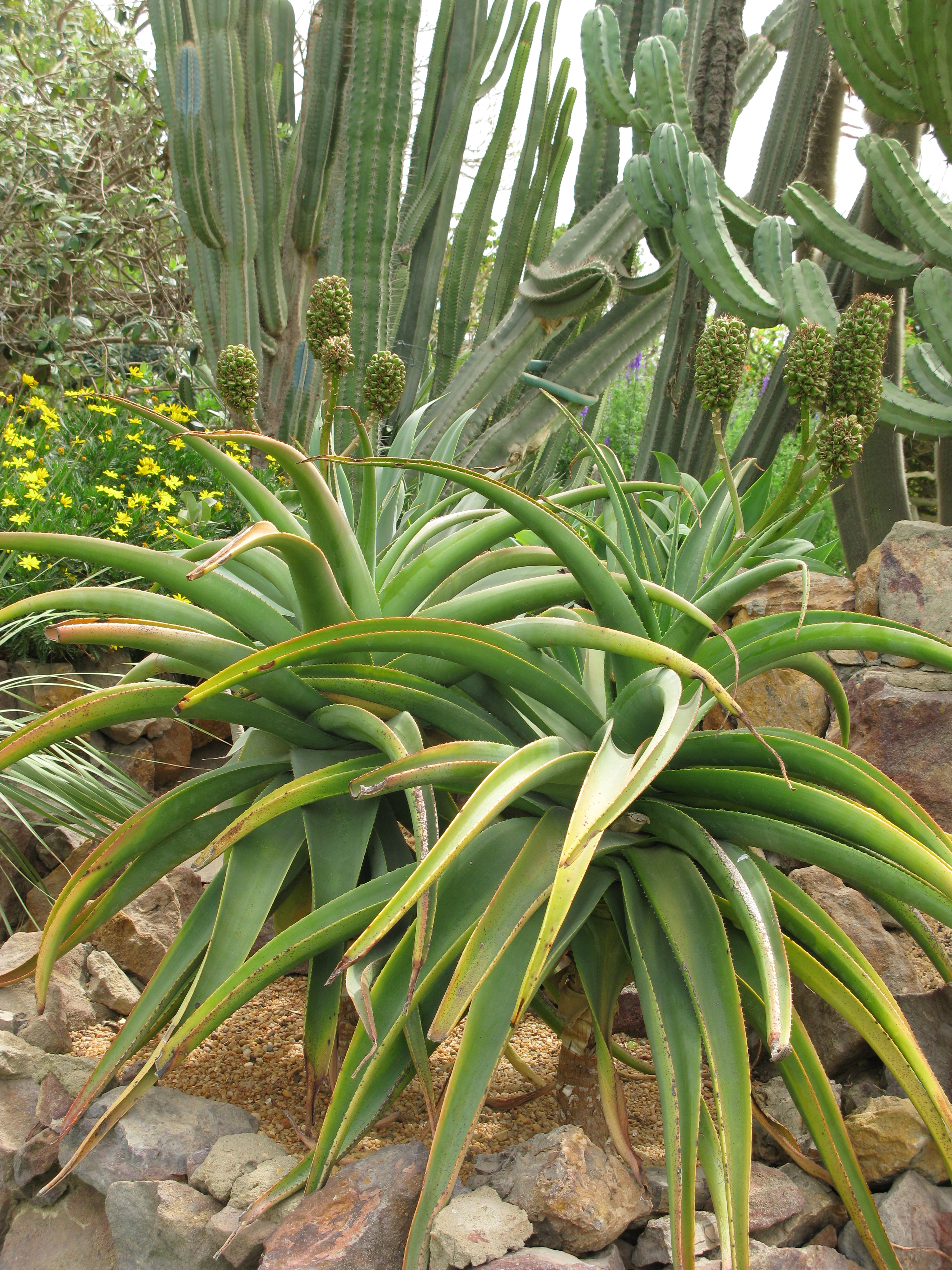 aloe thraskii