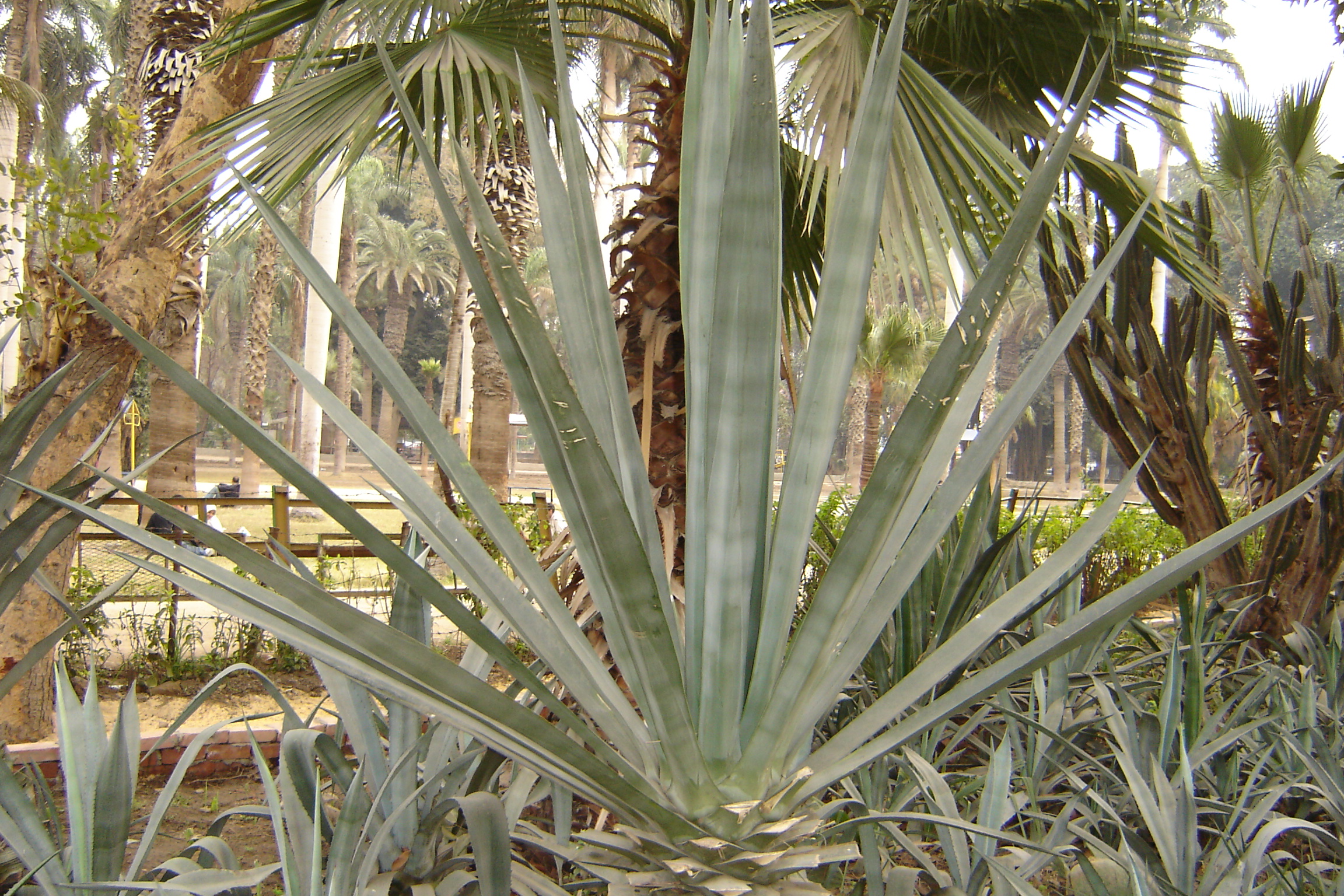 Agave sisalana