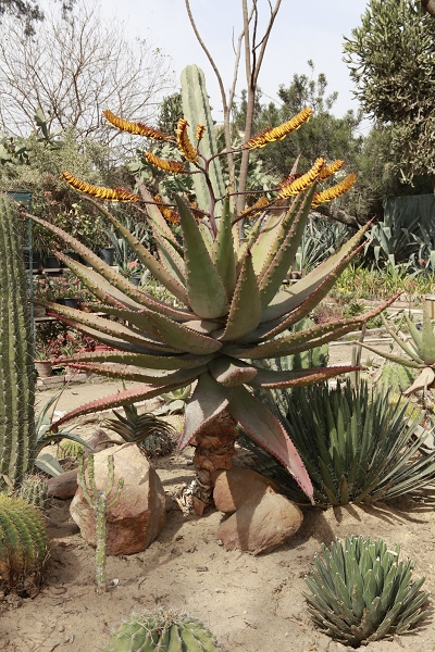 aloe marlothii