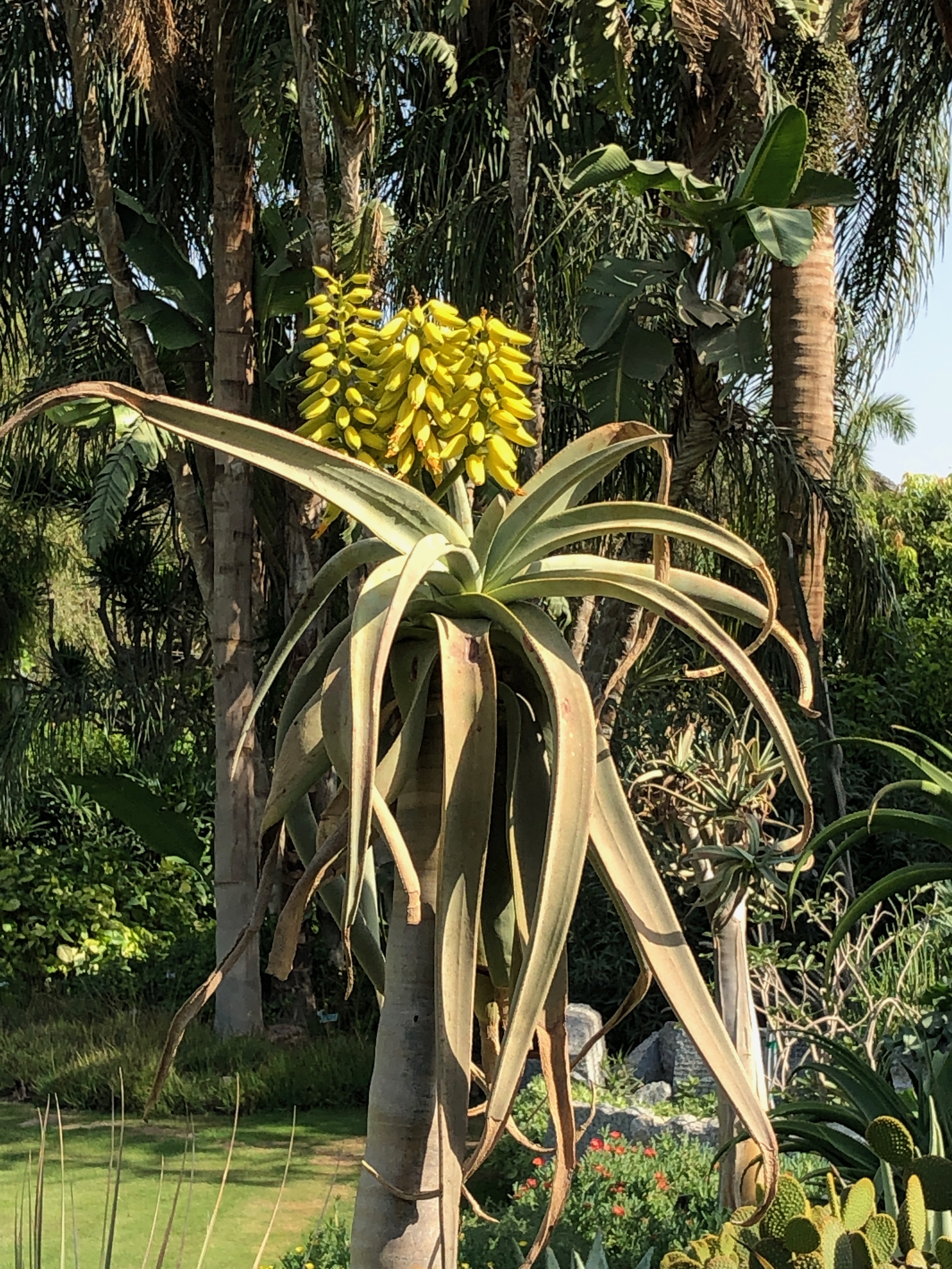 aloe dichotoma