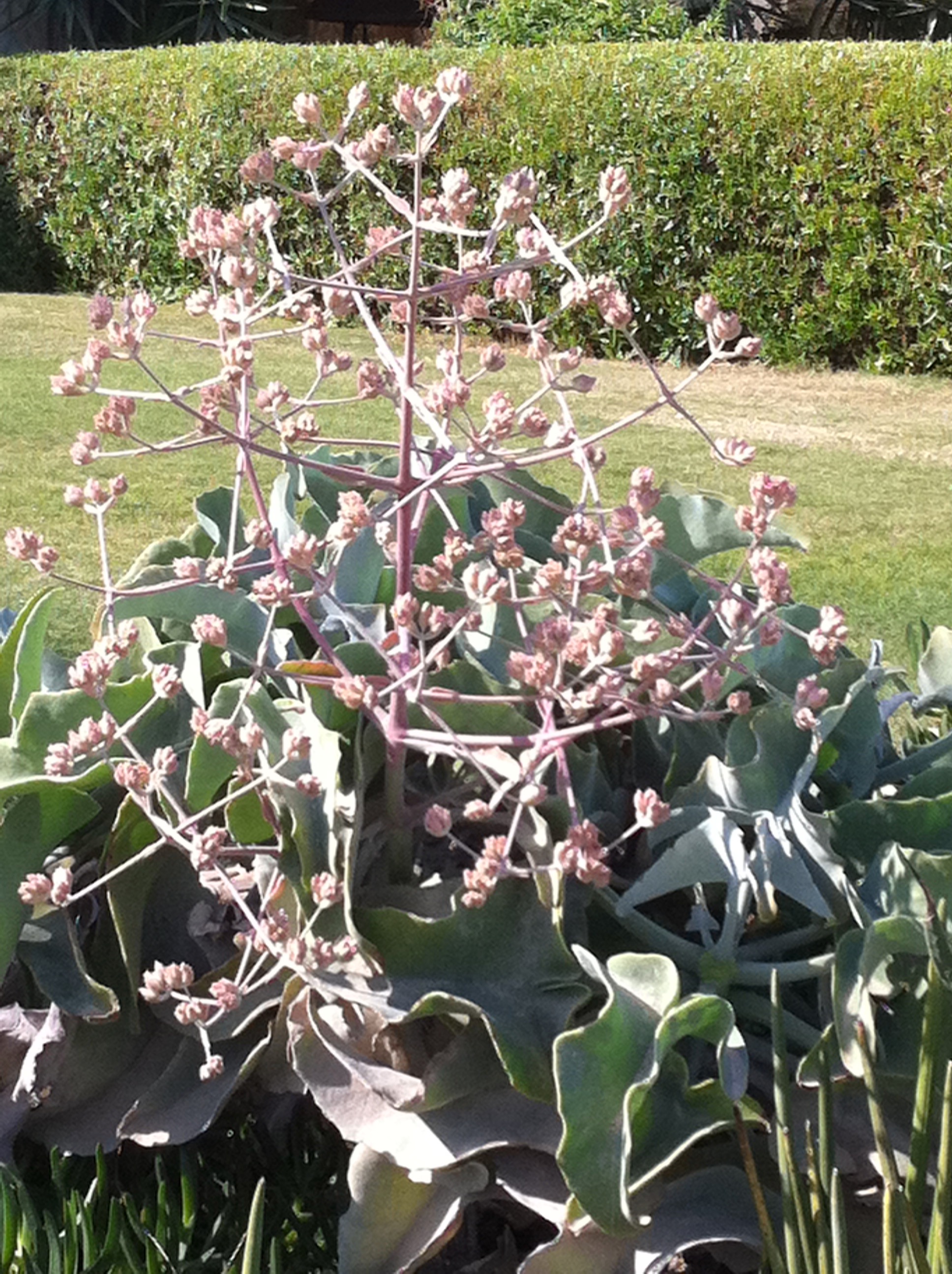 kalanchoe behariensis