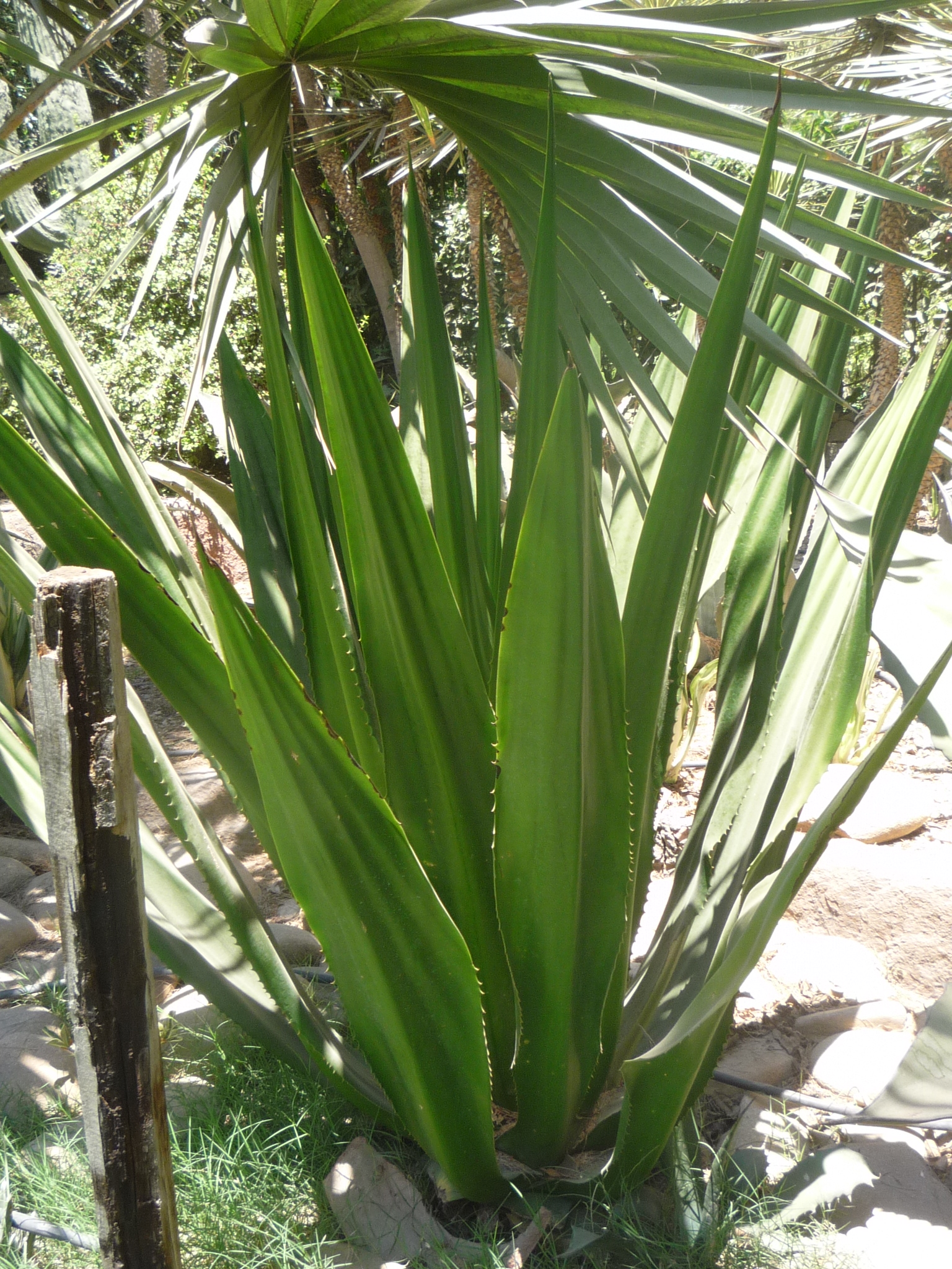 Furcraea foetida