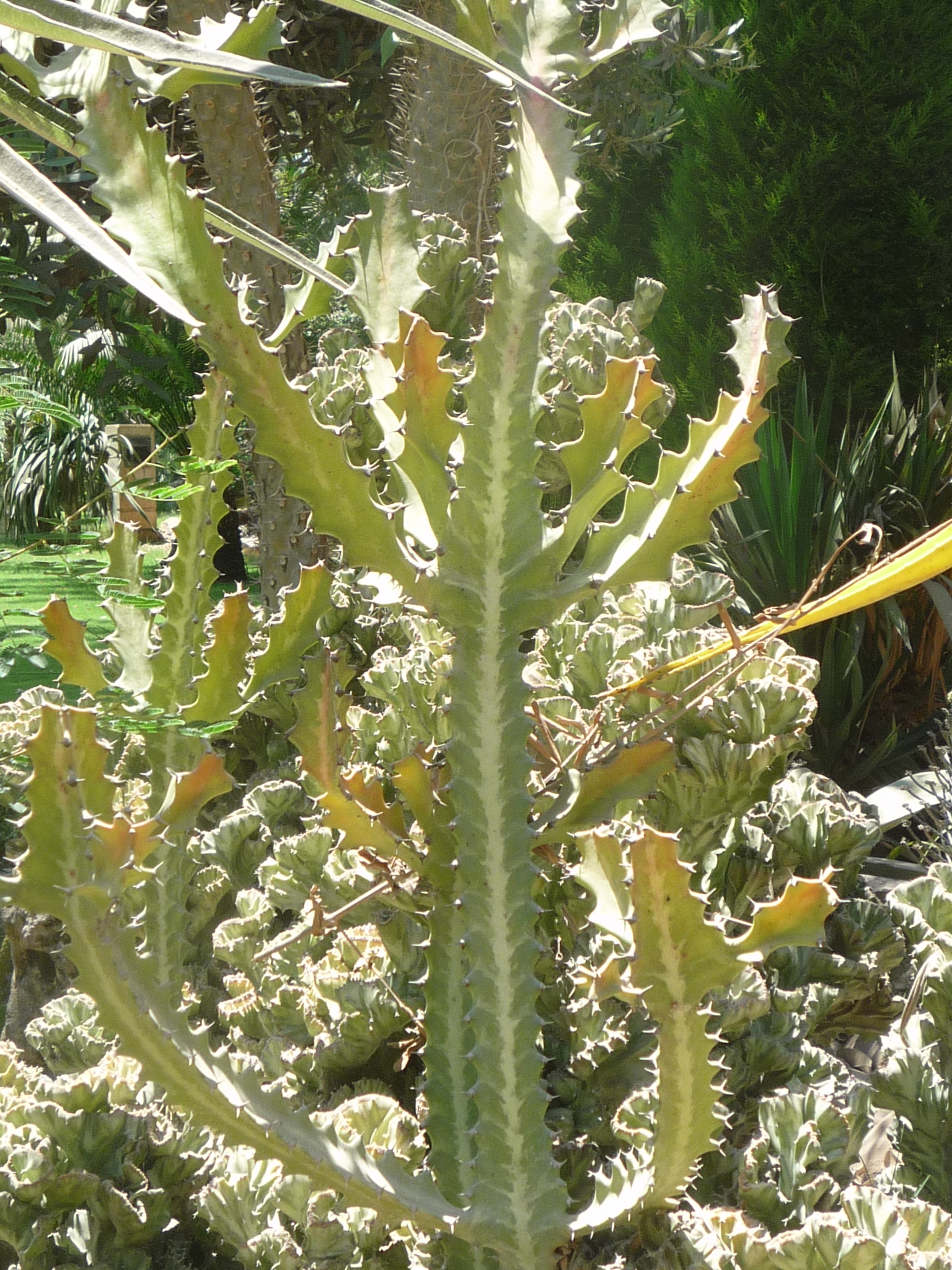 Euphorbia lactea