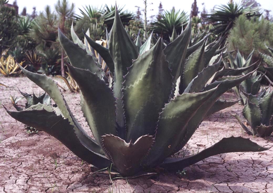 Agave ferox