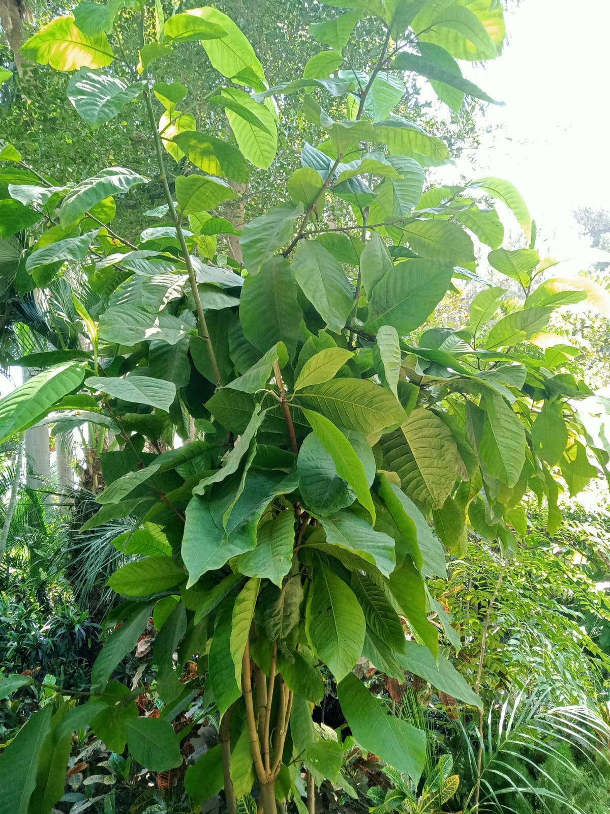 coccoloba warmingii