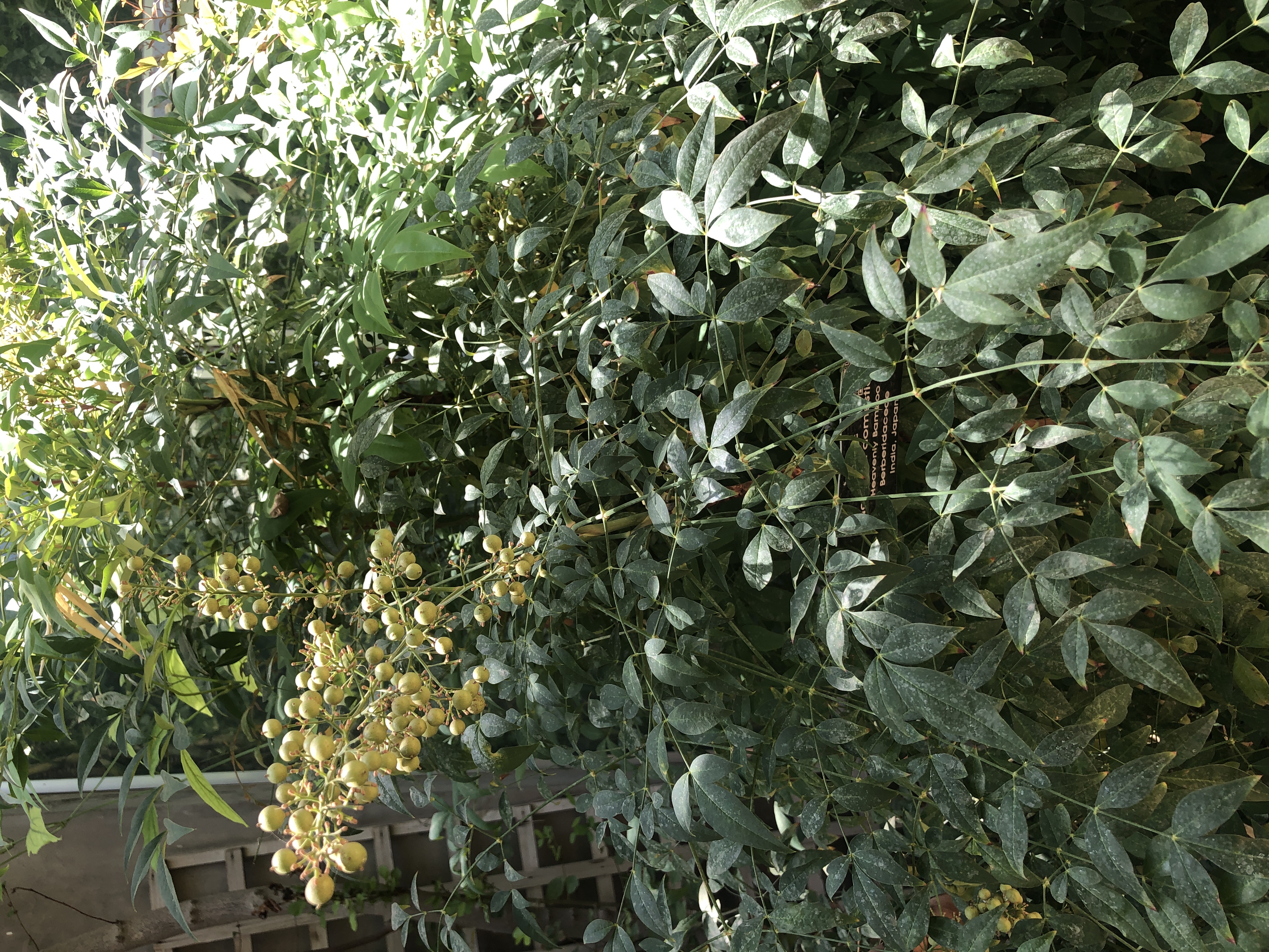 Nandina domestica