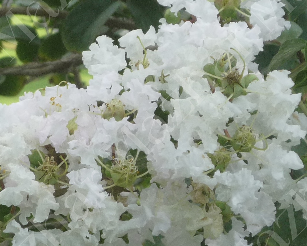 Lagerstroemia indica