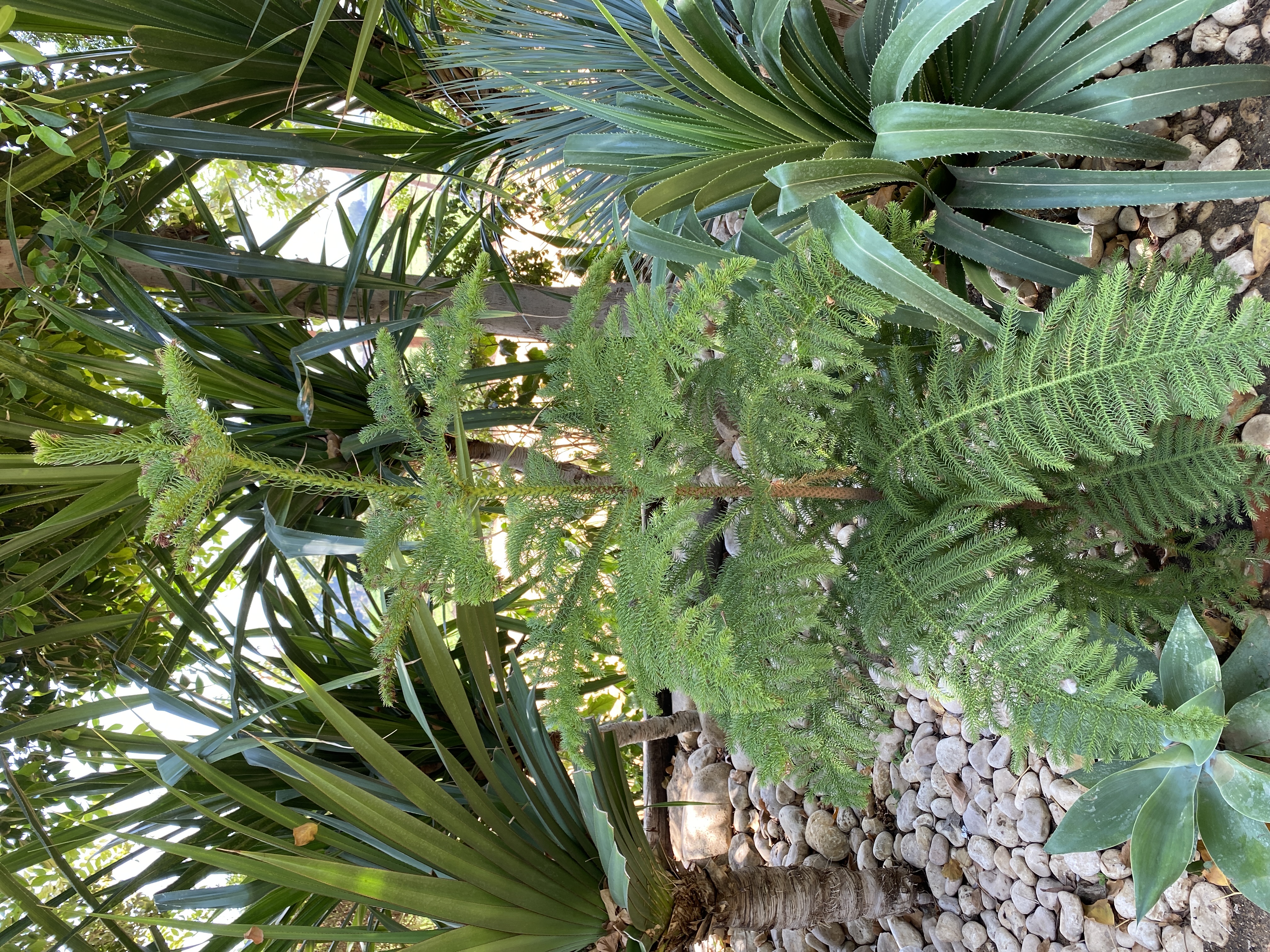 Araucaria heterophylla