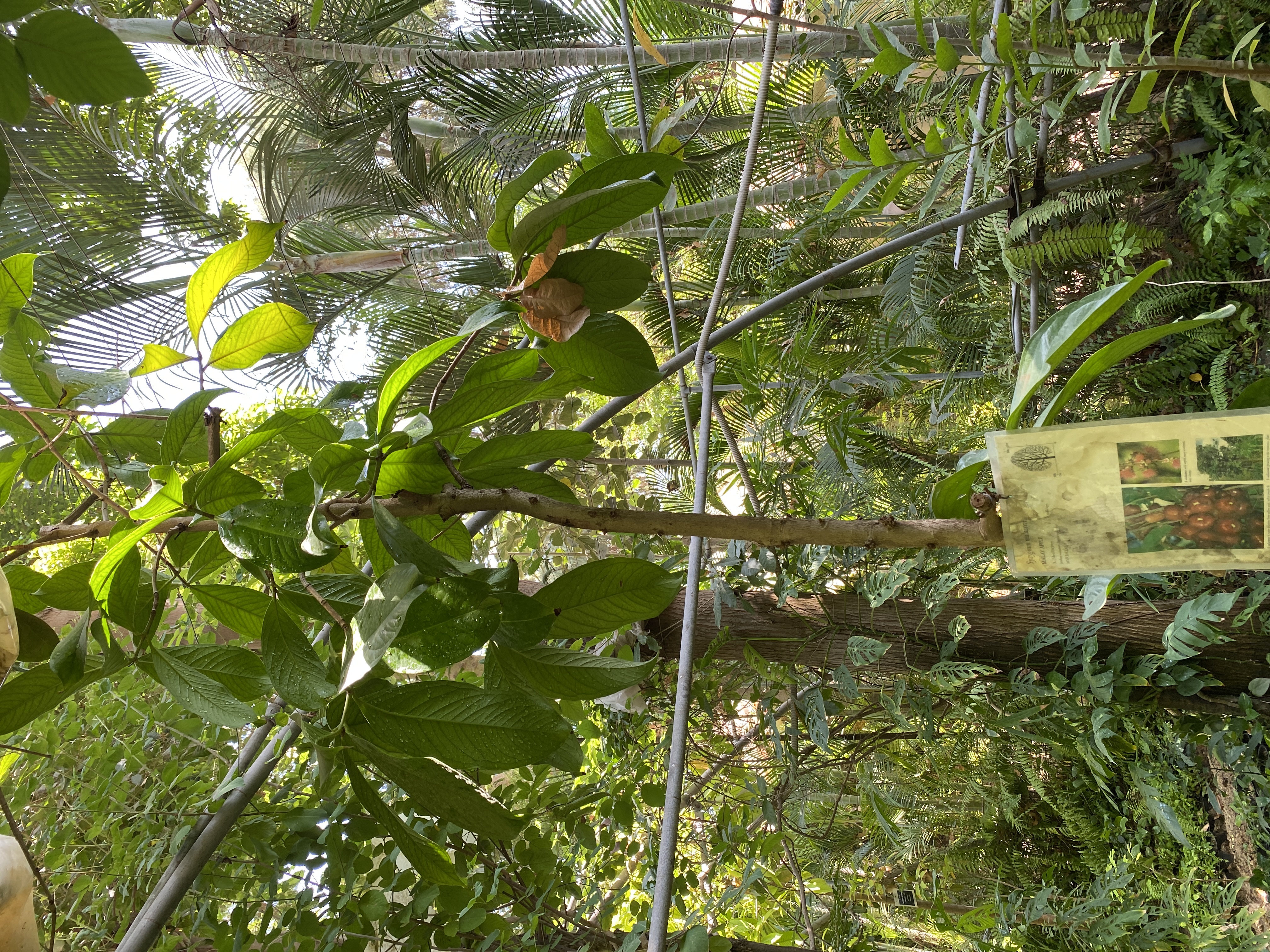 Syzygium malaccense