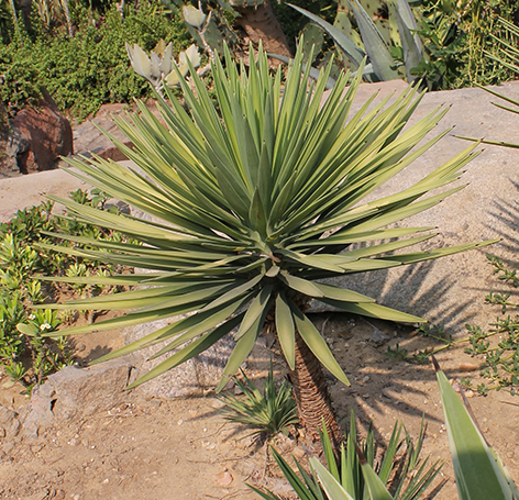 Yucca aloifolia