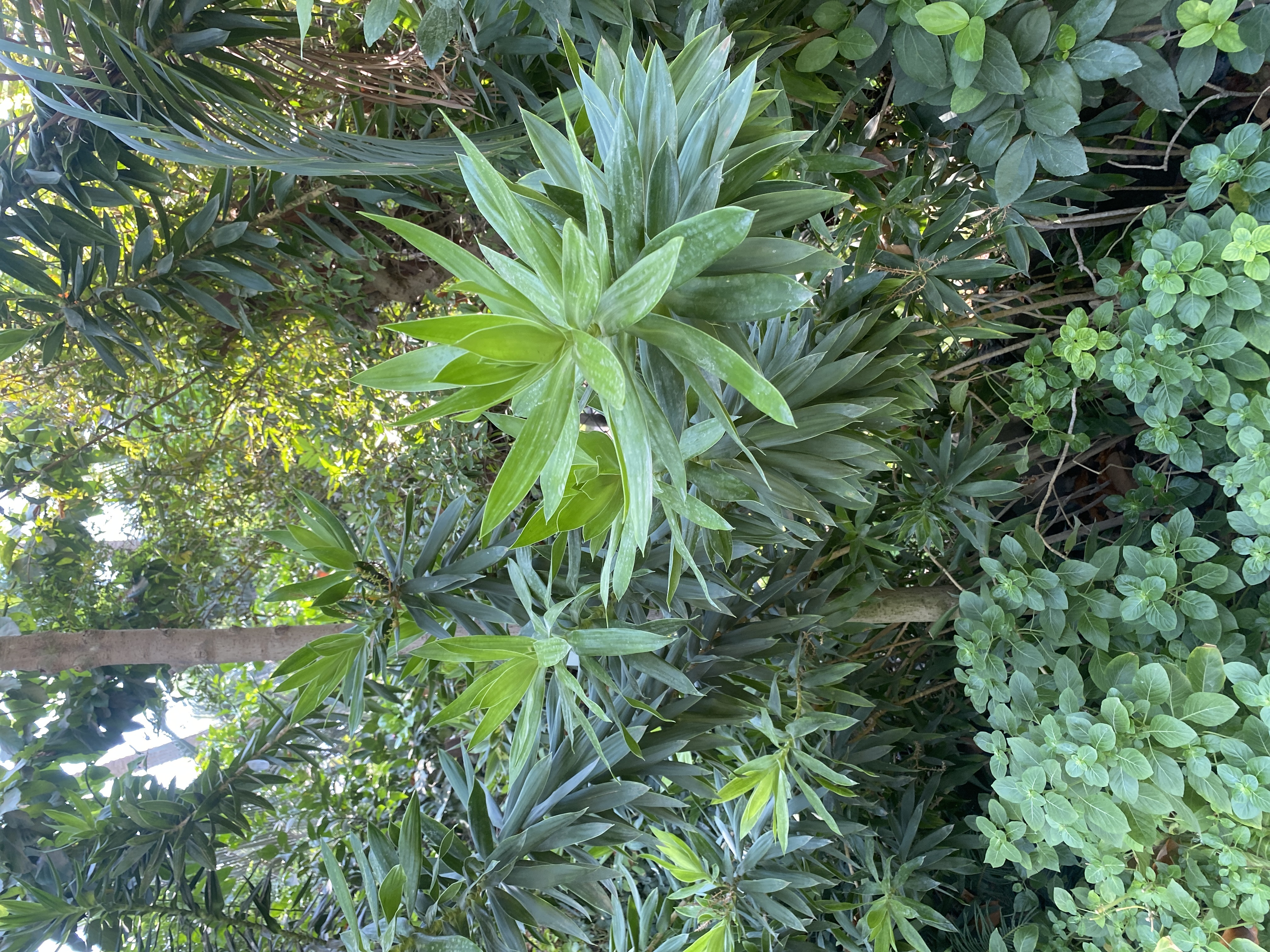 Dracaena reflexa