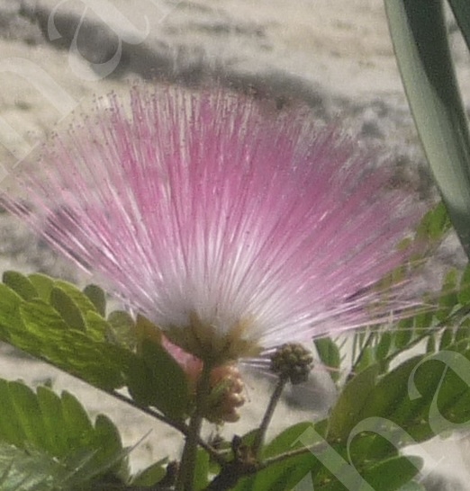 Calliandra haematocephala