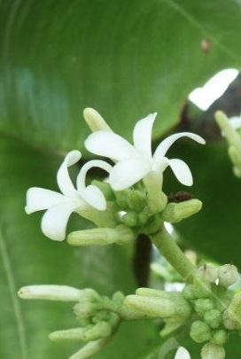 Ochrosia oppositifolia