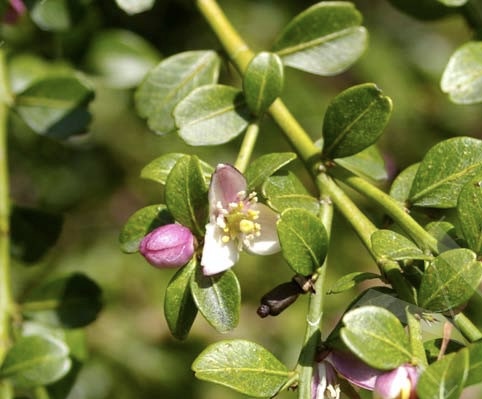 Citrus australasica