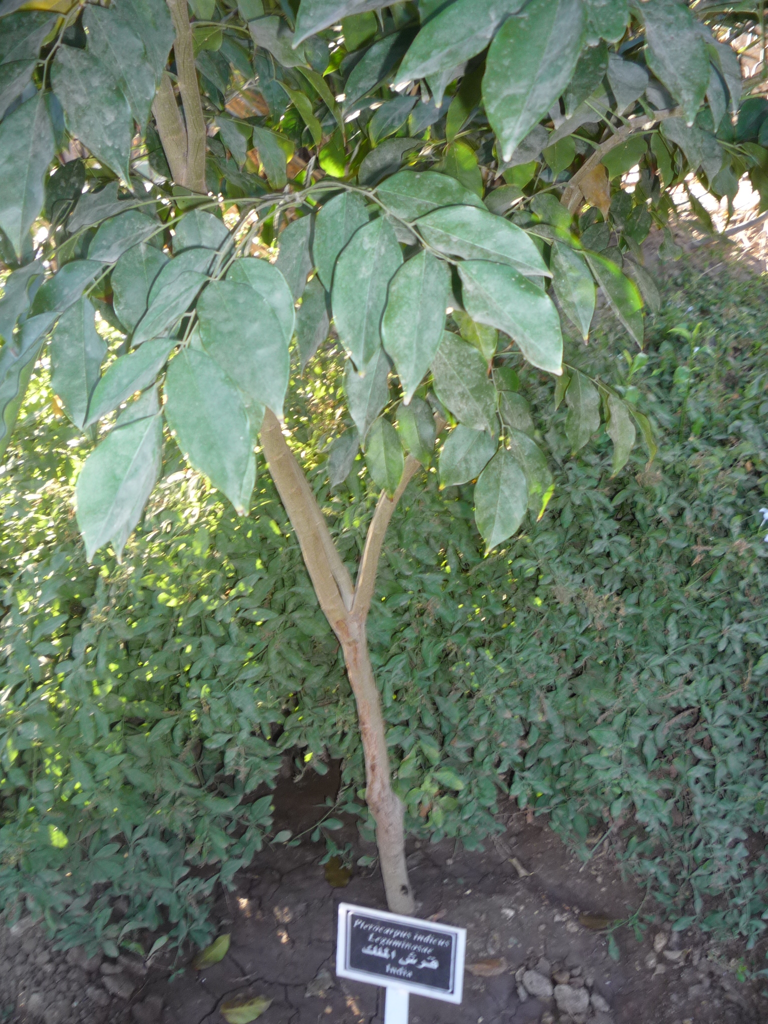 Pterocarpus indicus