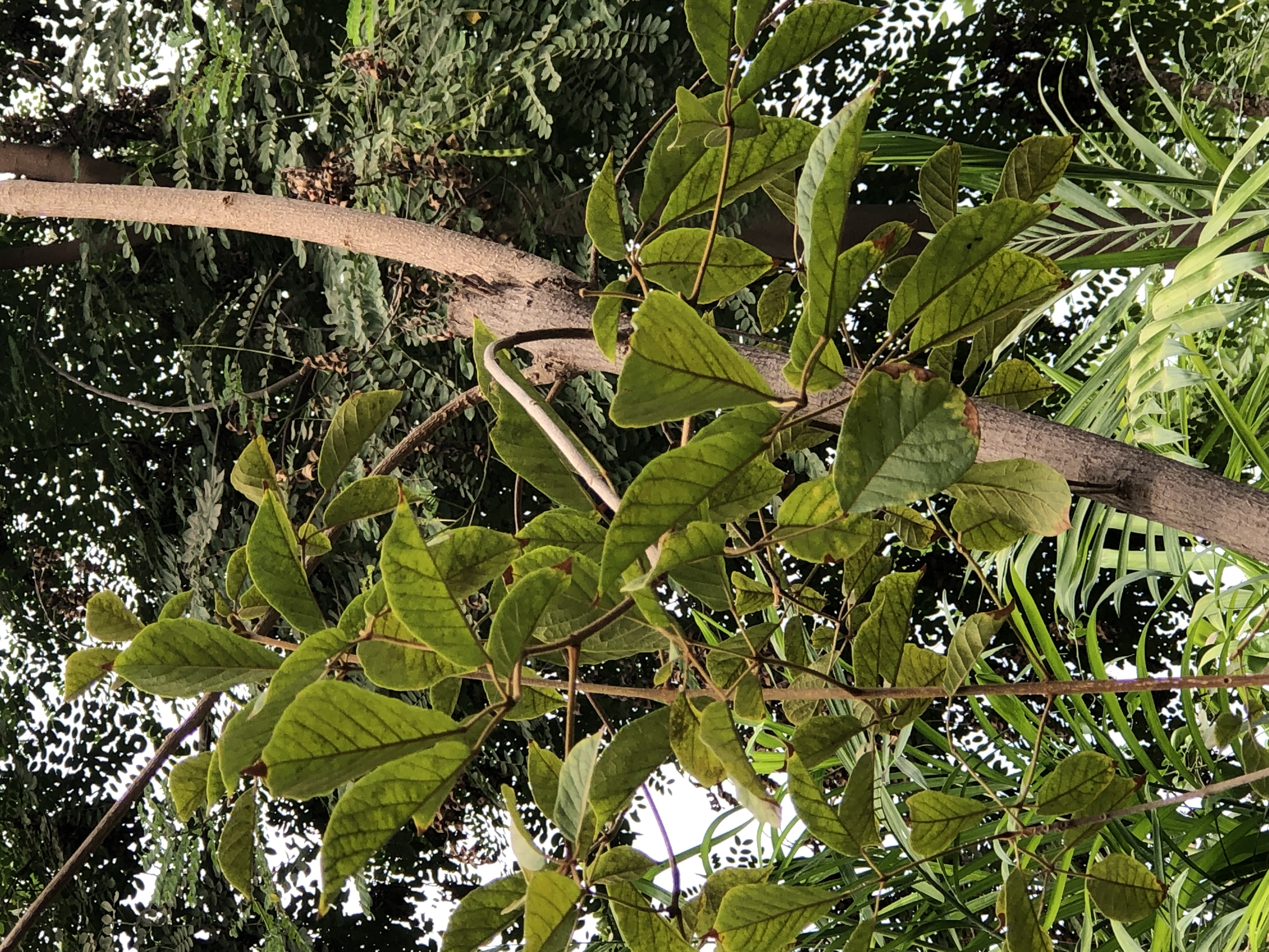 Handroanthus pulcherrimus