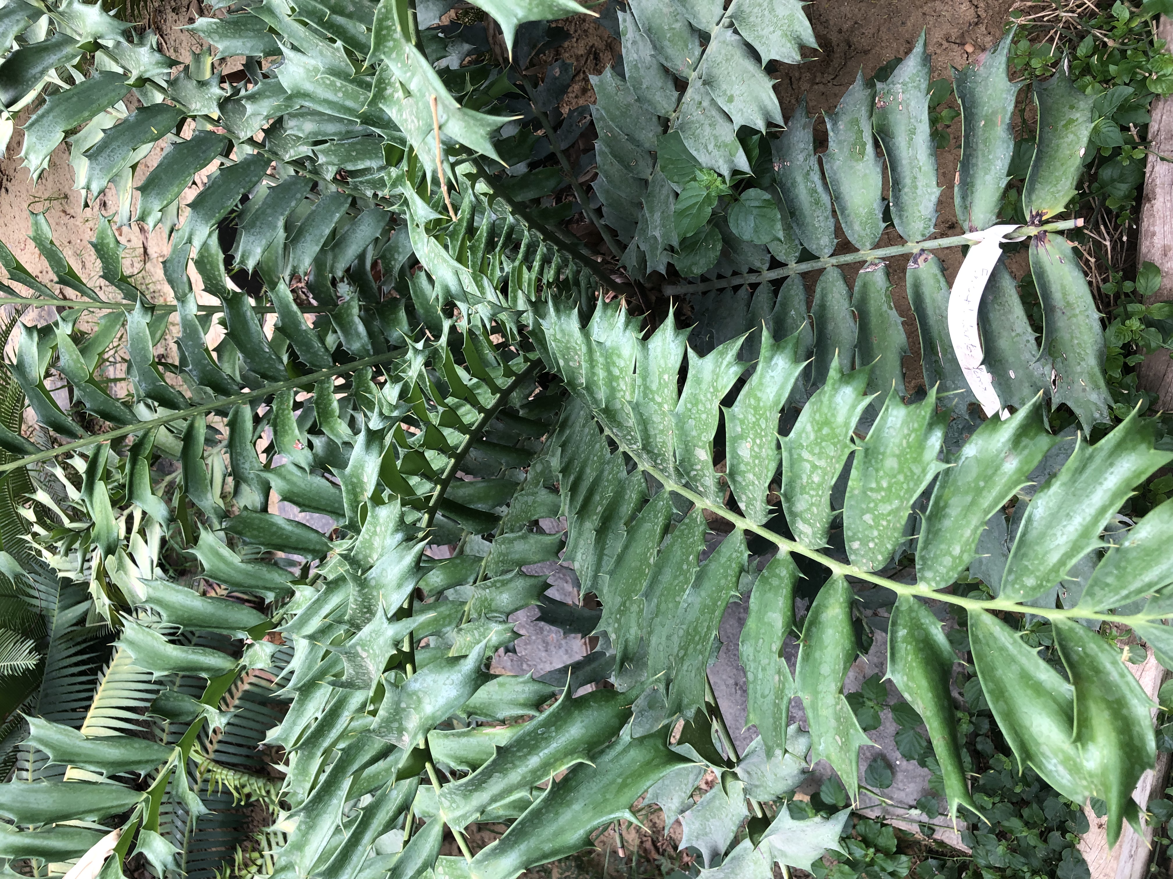 Encephalartos ferox