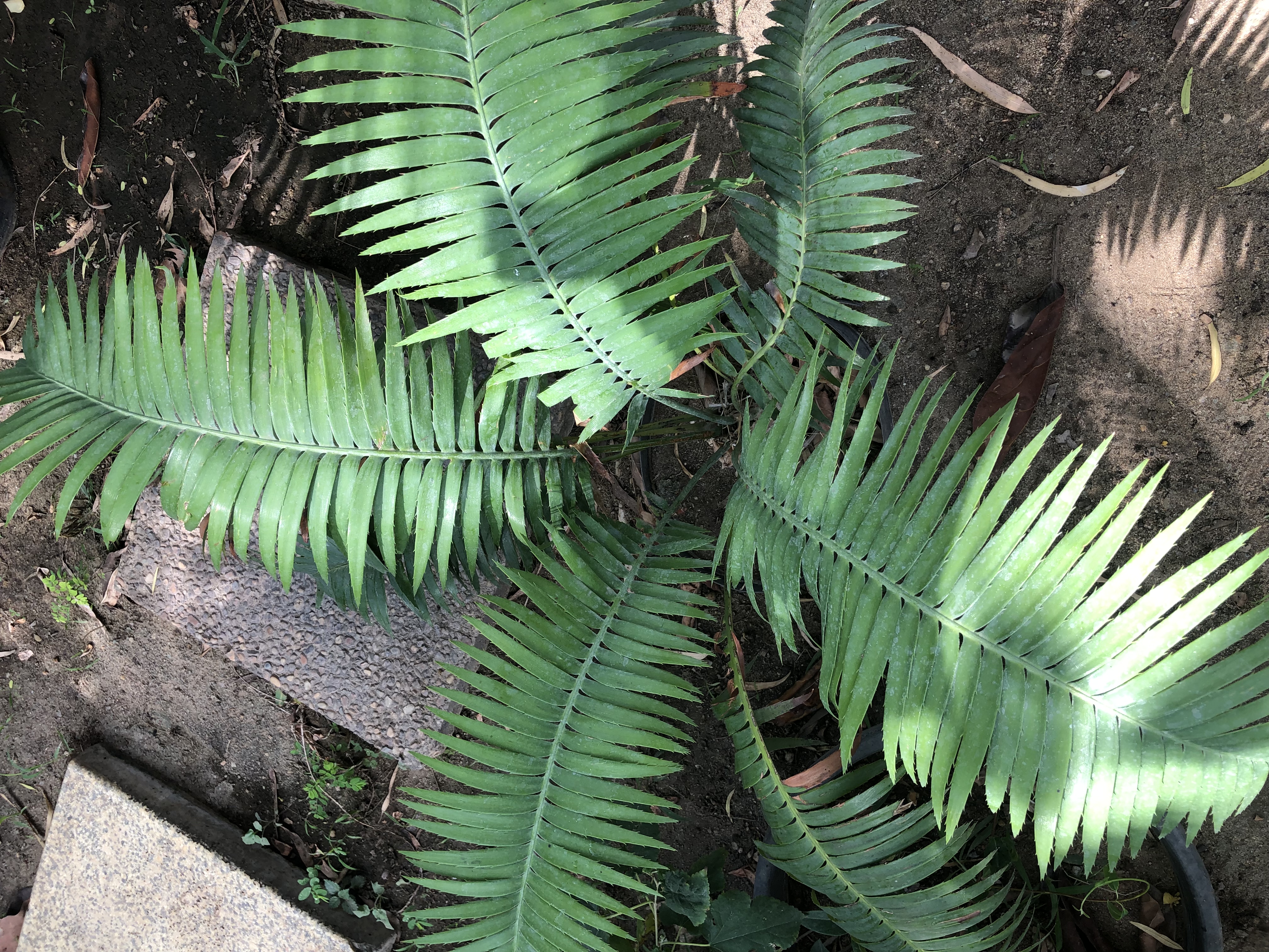 Dioon spinulosum