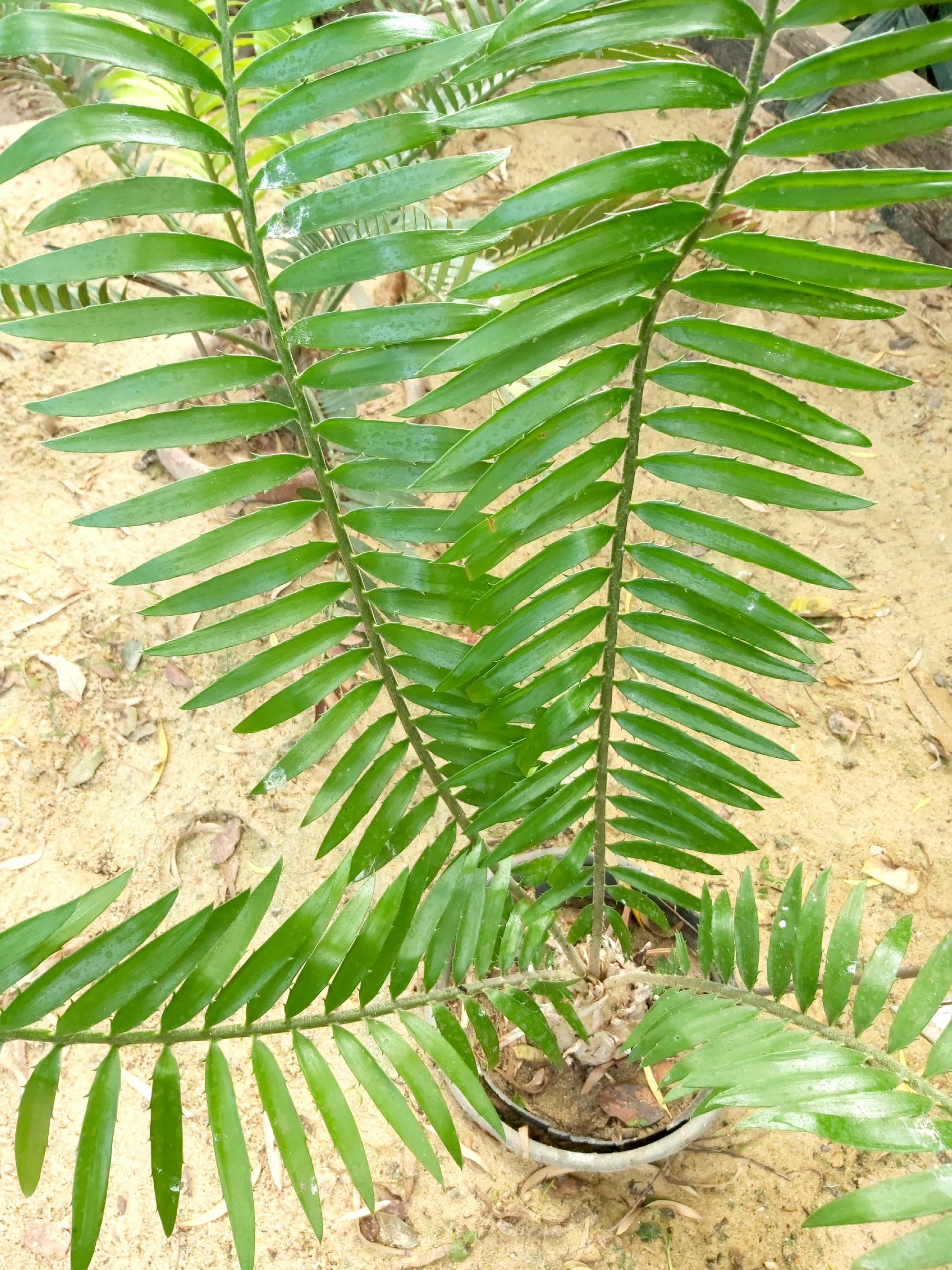 Encephalartos manikensis