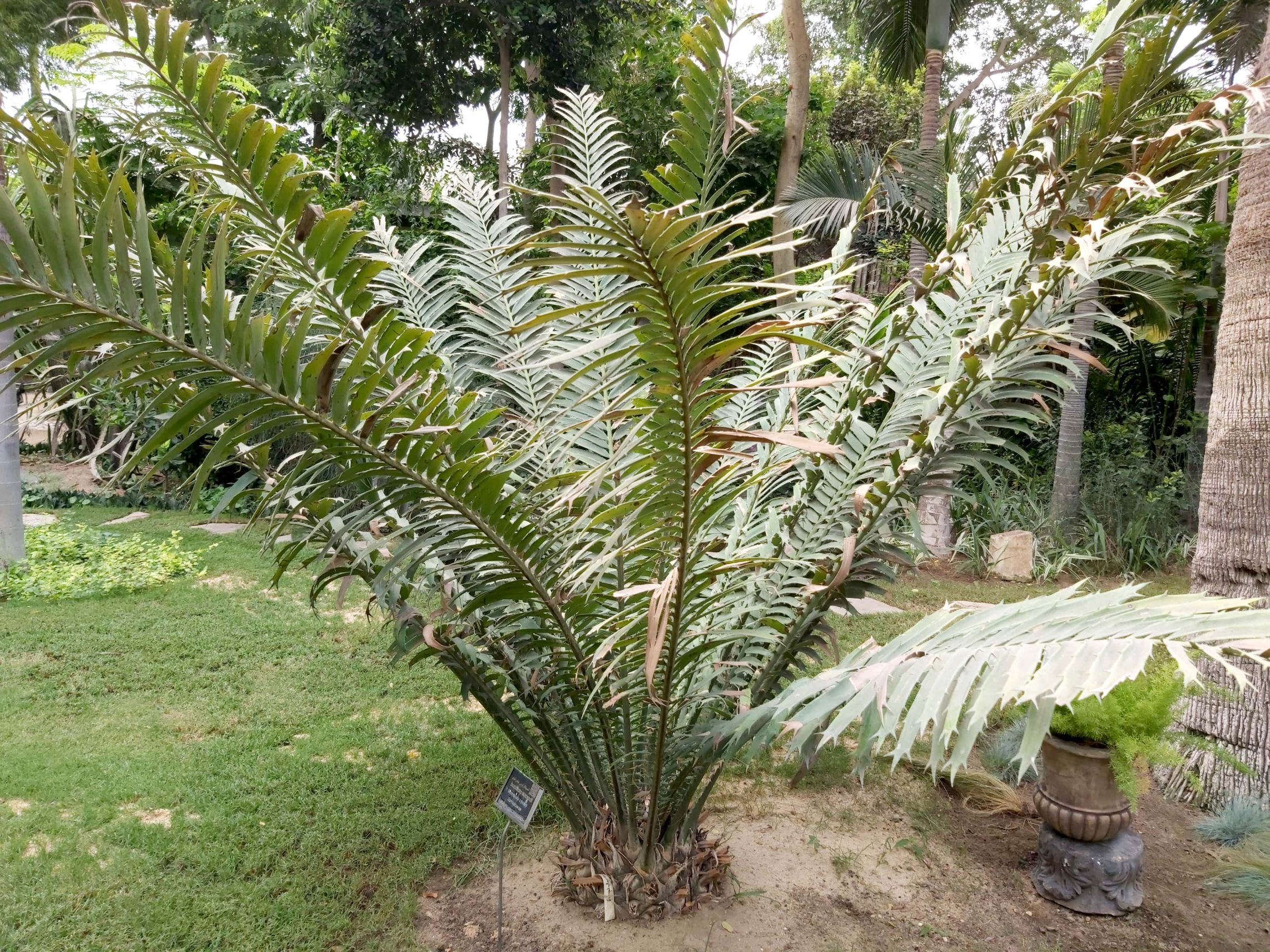 Encephalartos hildebrandtii