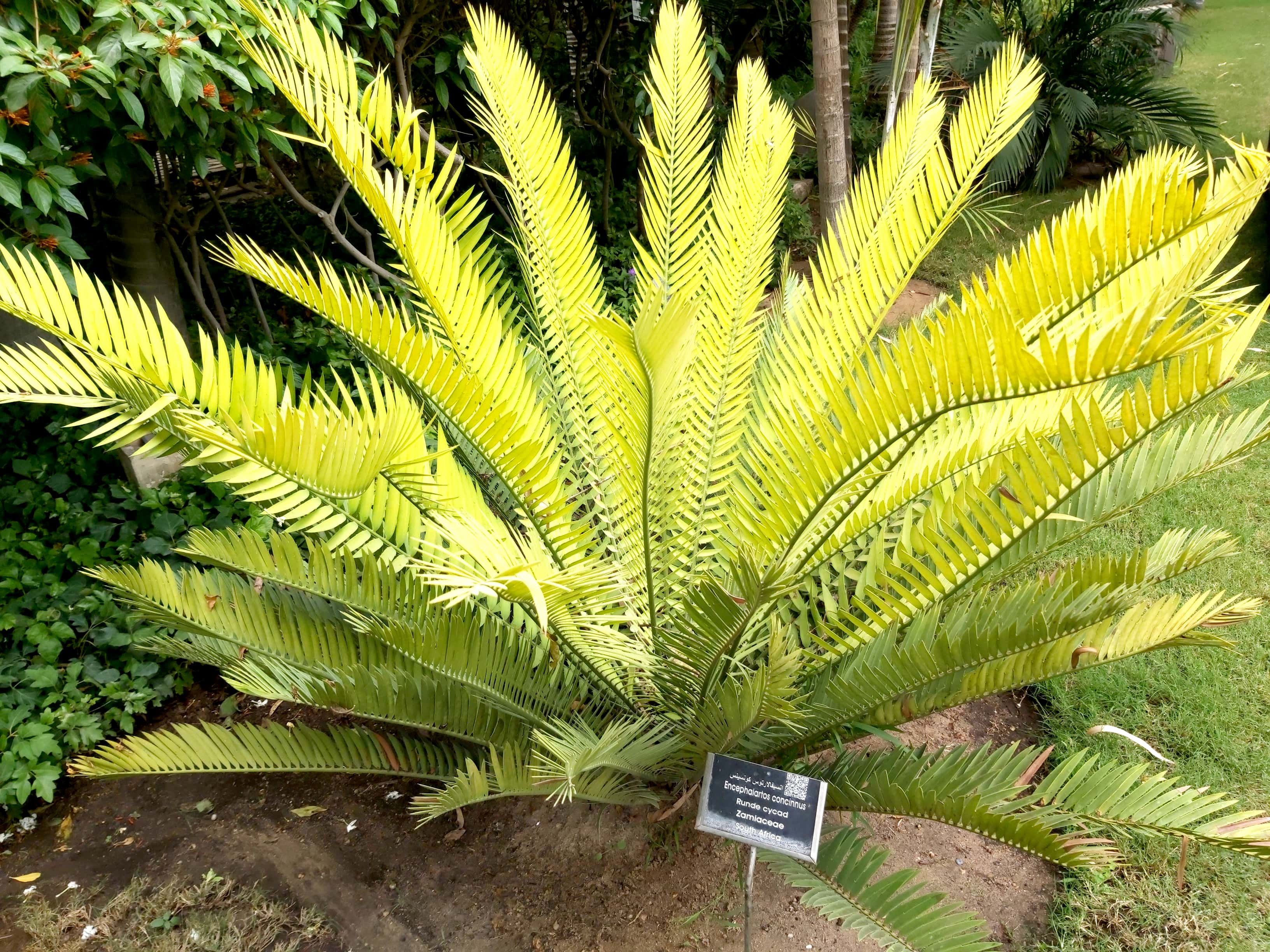 Encephalartos concinnus