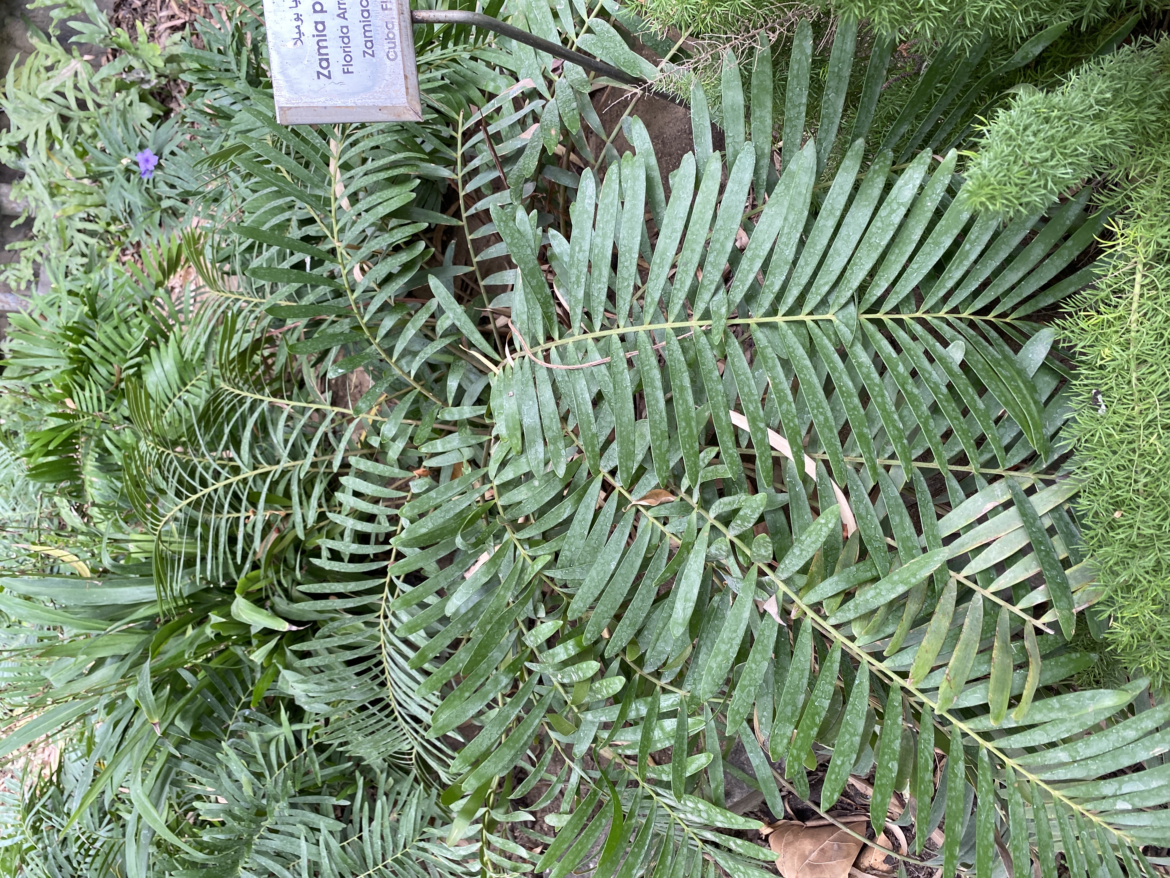 Zamia pumila