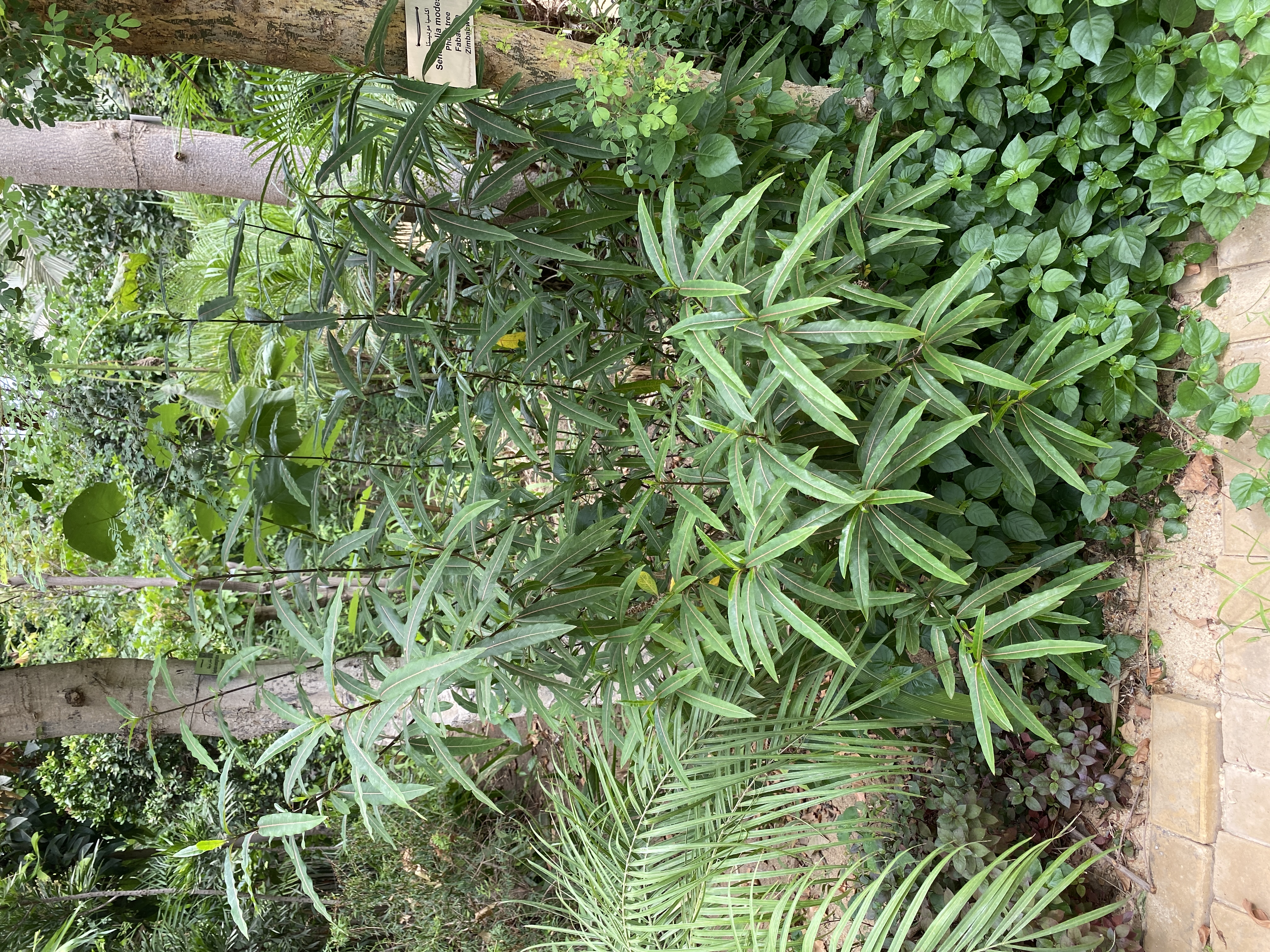 Barleria prionitis