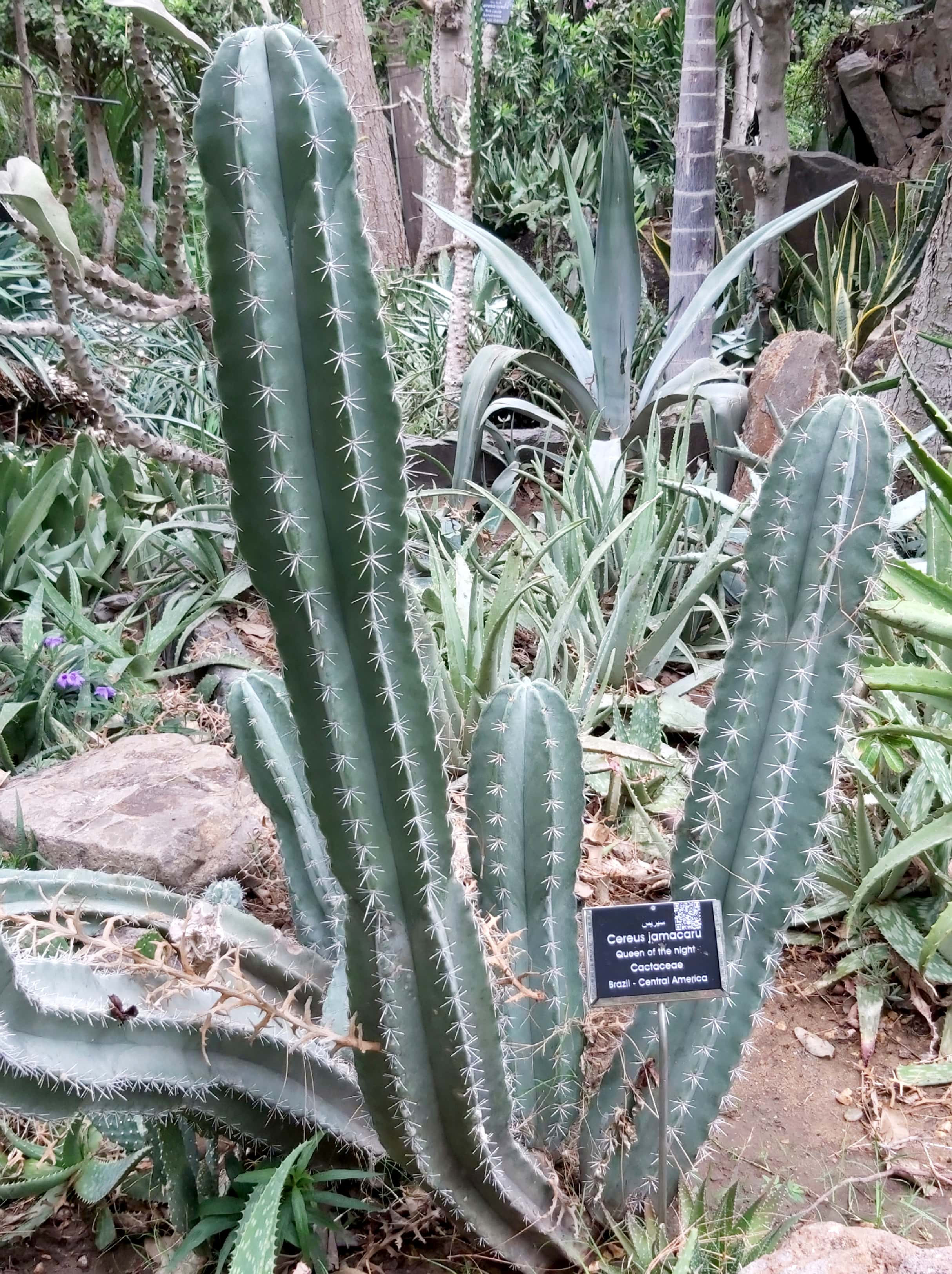 Cereus jamacaru