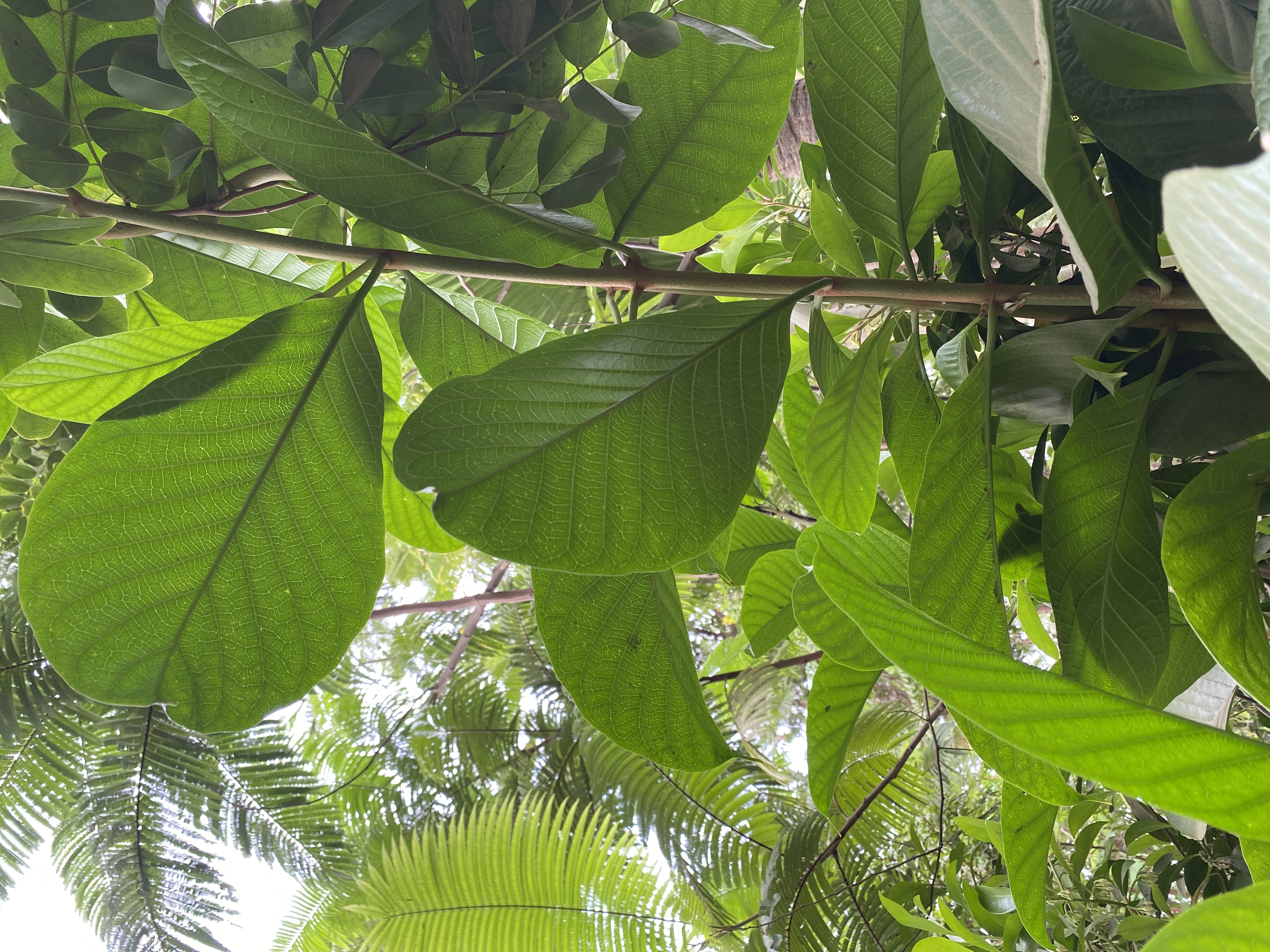 Beaumontia grandiflora