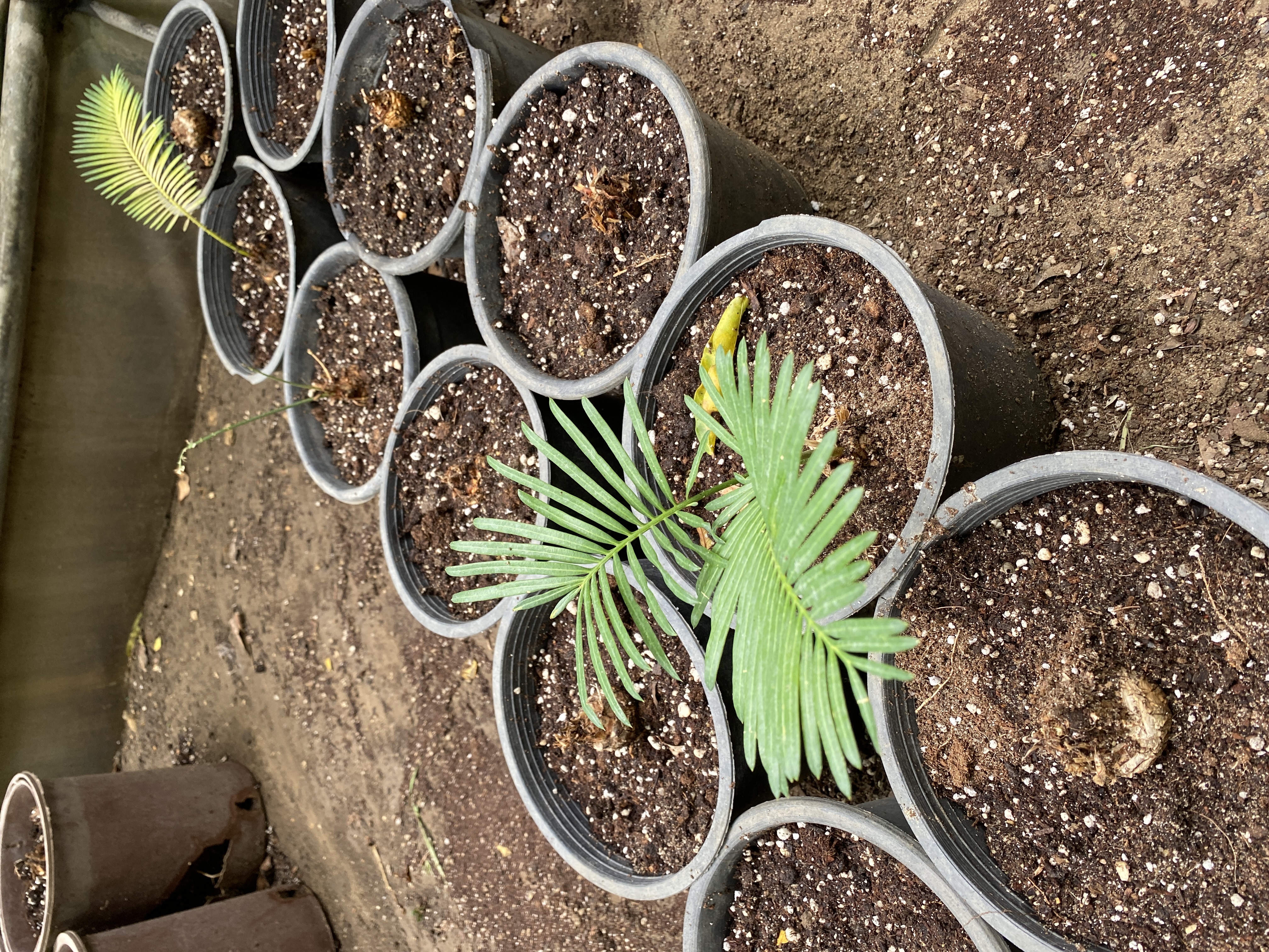 Macrozamia communis