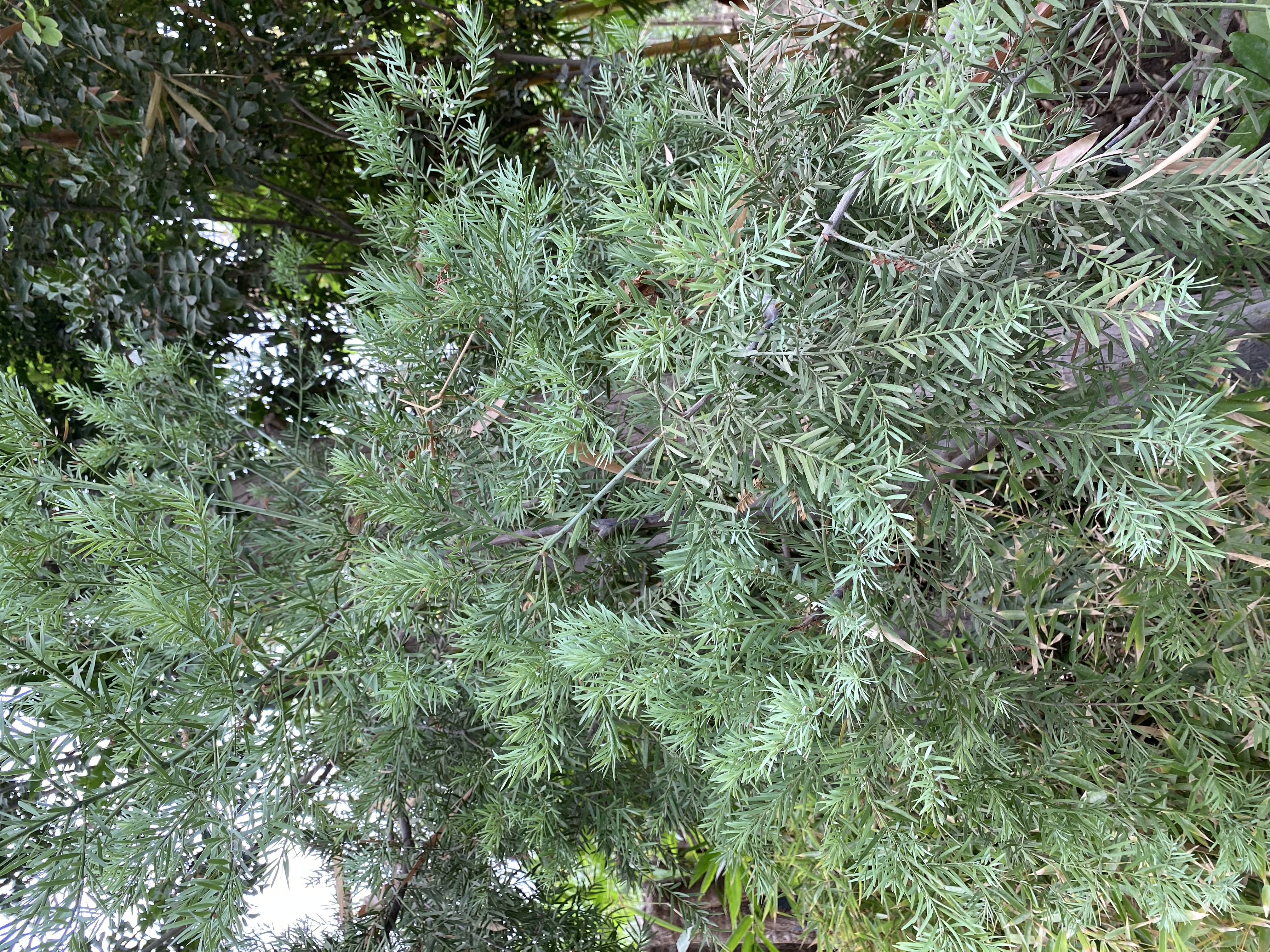 Podocarpus elongatus