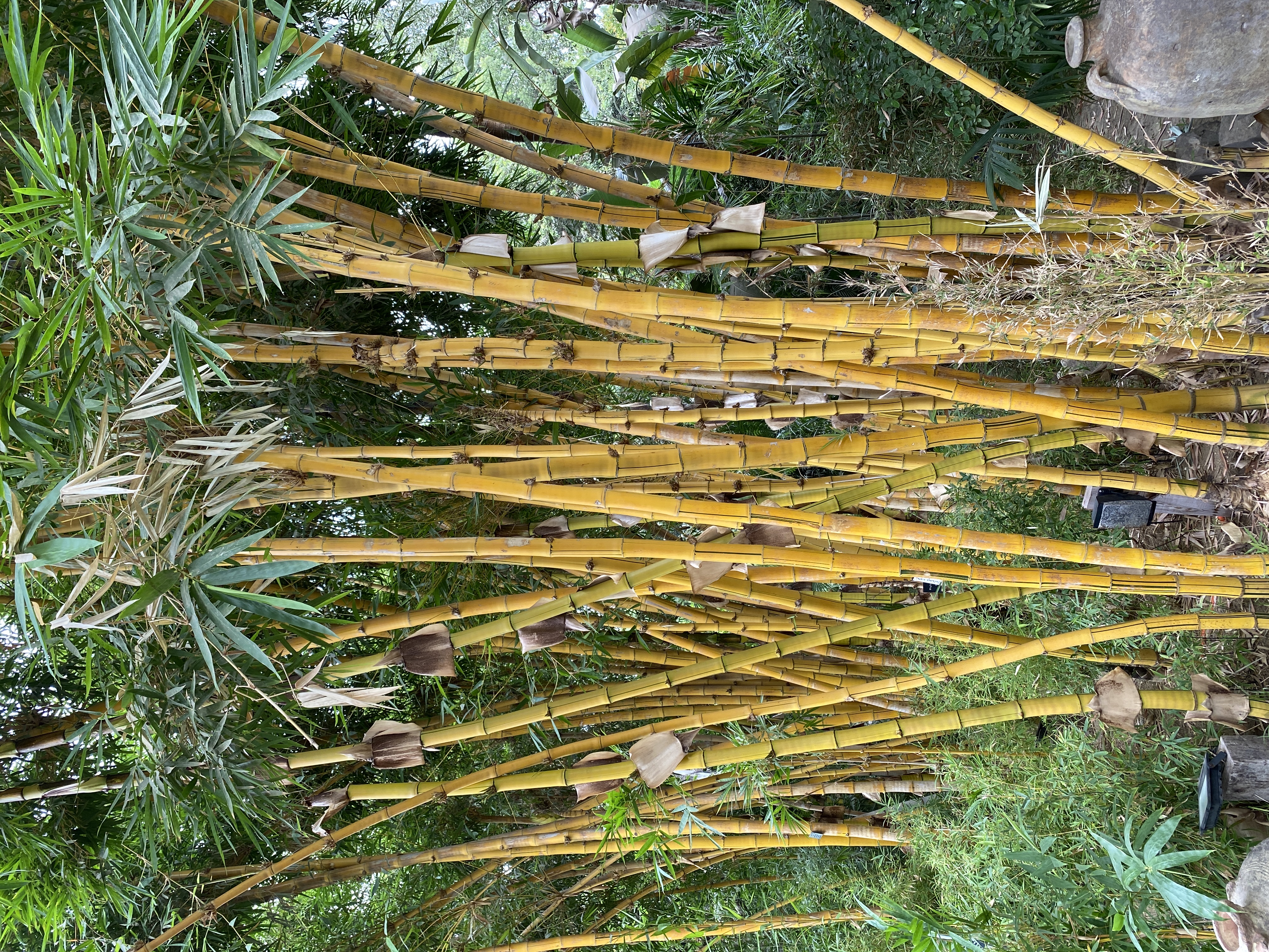 Bambusa vulgaris