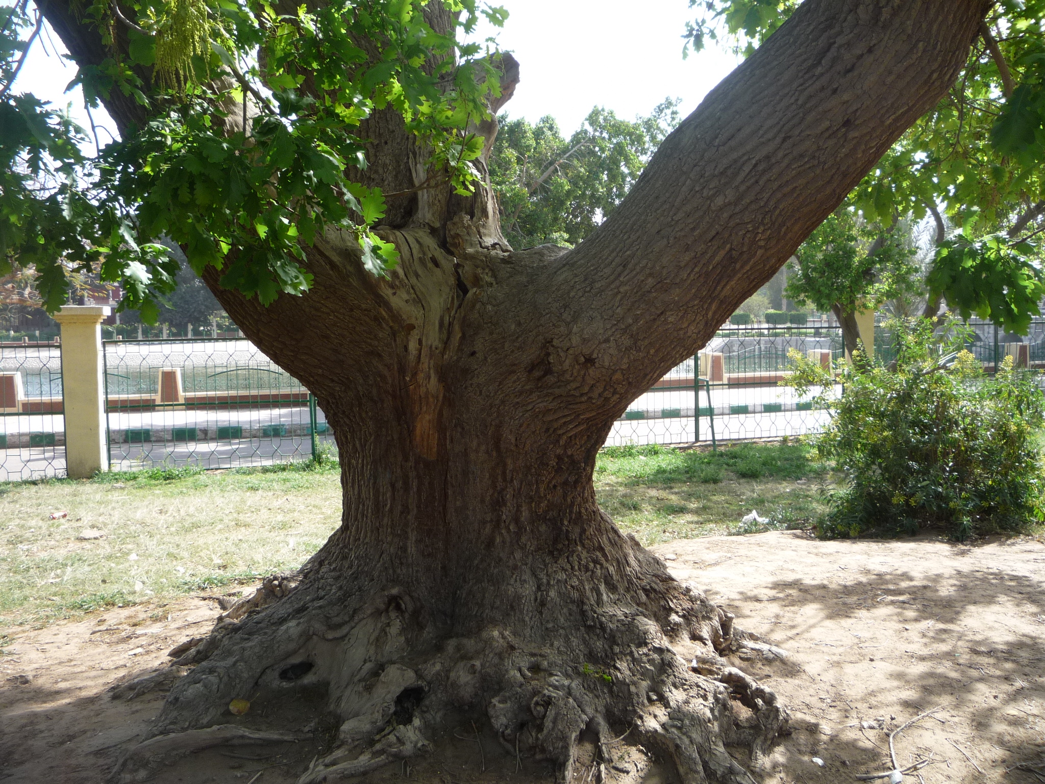 Quercus robur