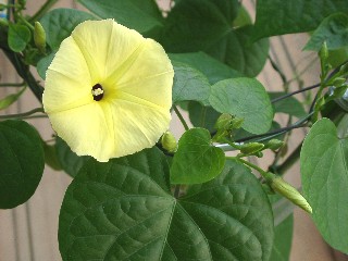 Ipomoea ochracea