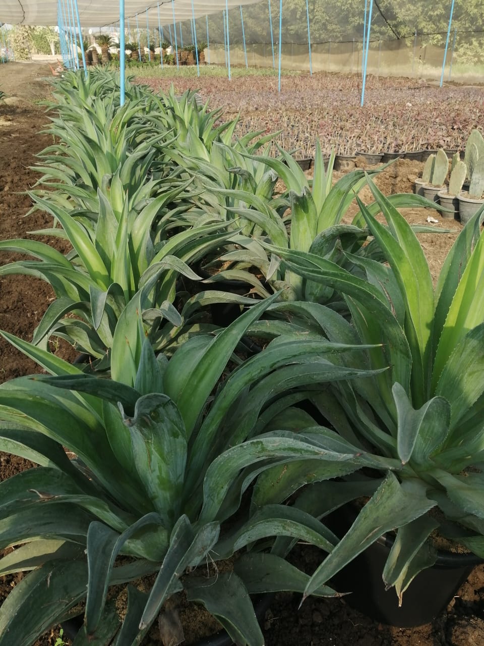 Agave desmetiana