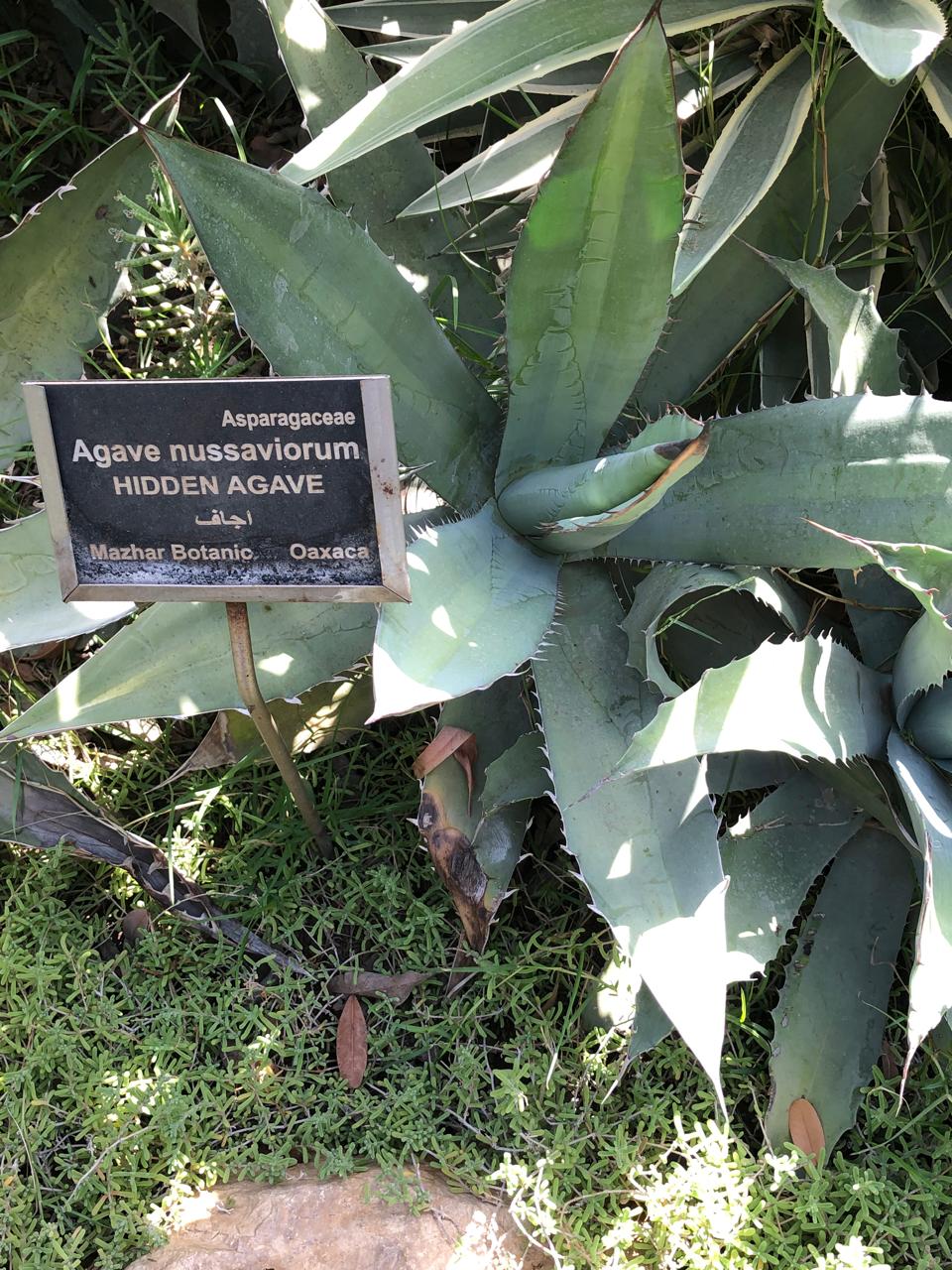 Agave nussaviorum