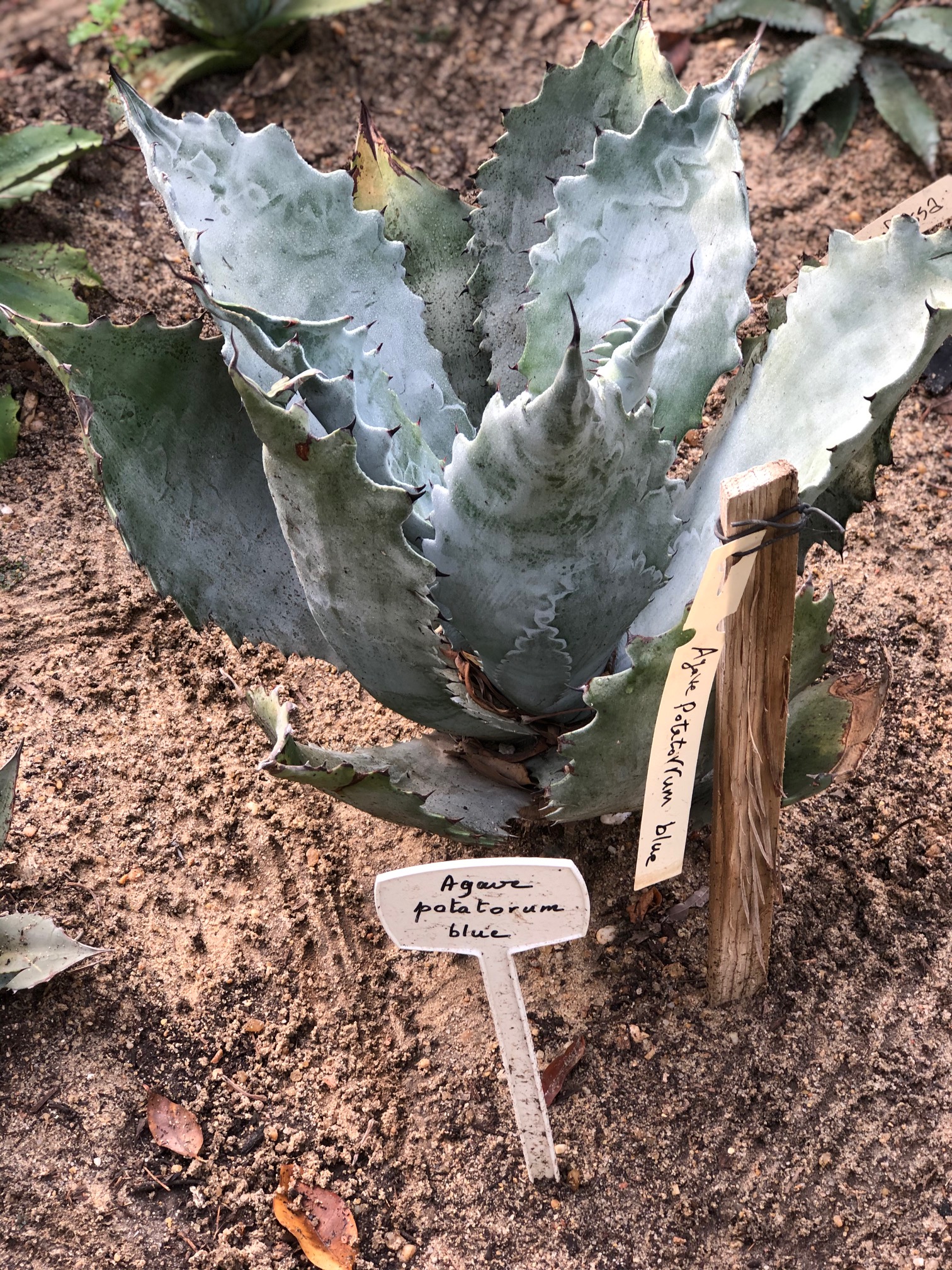 Agave potatorum