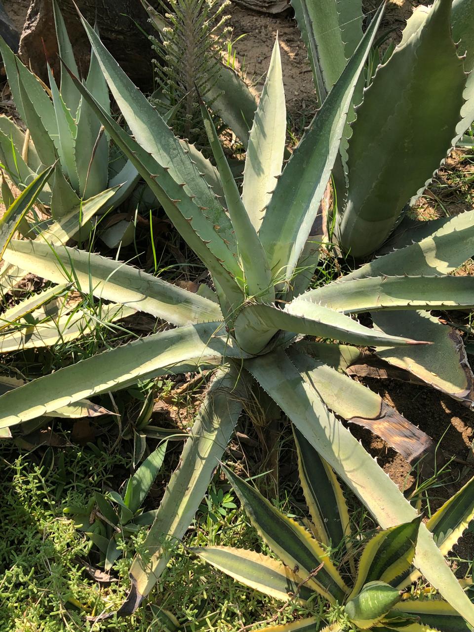 Agave sebastiana