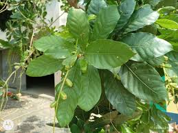 Barringtonia acutangula